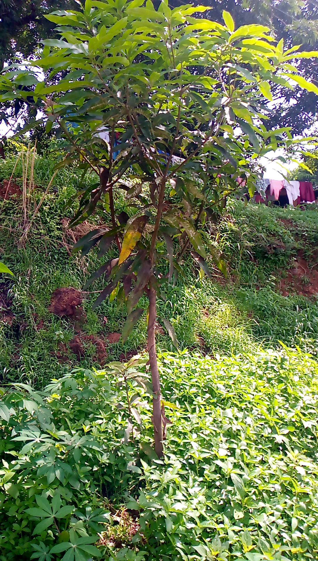 tree
