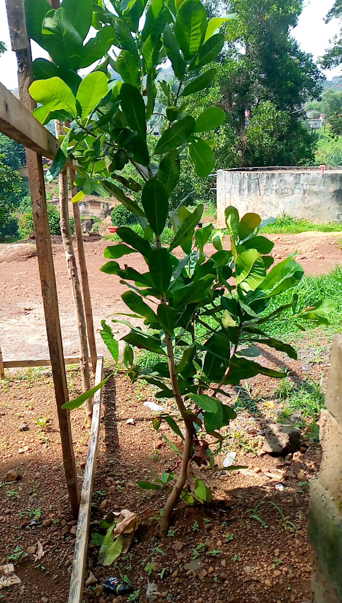 tree
