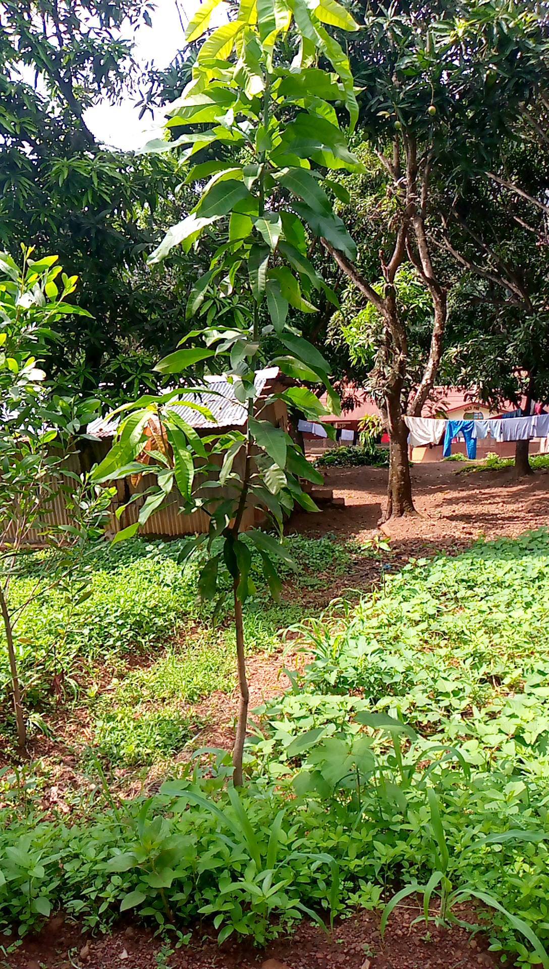 tree