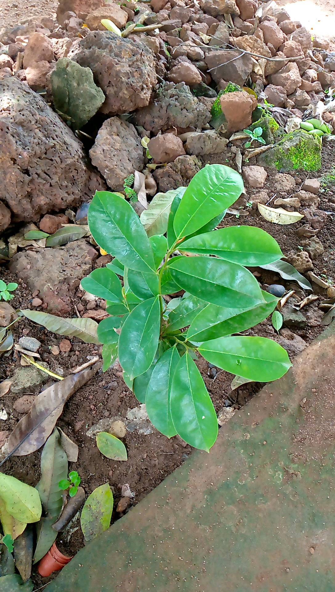 tree
