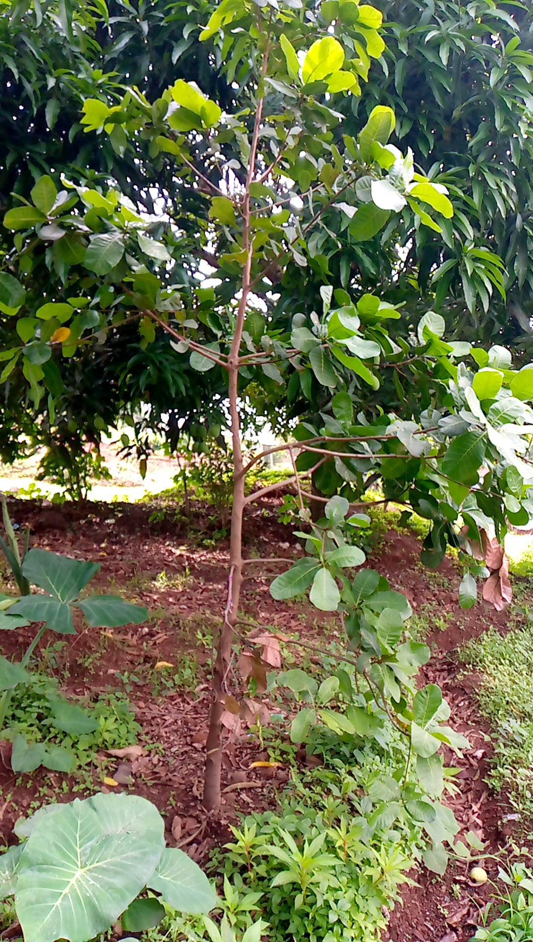 tree