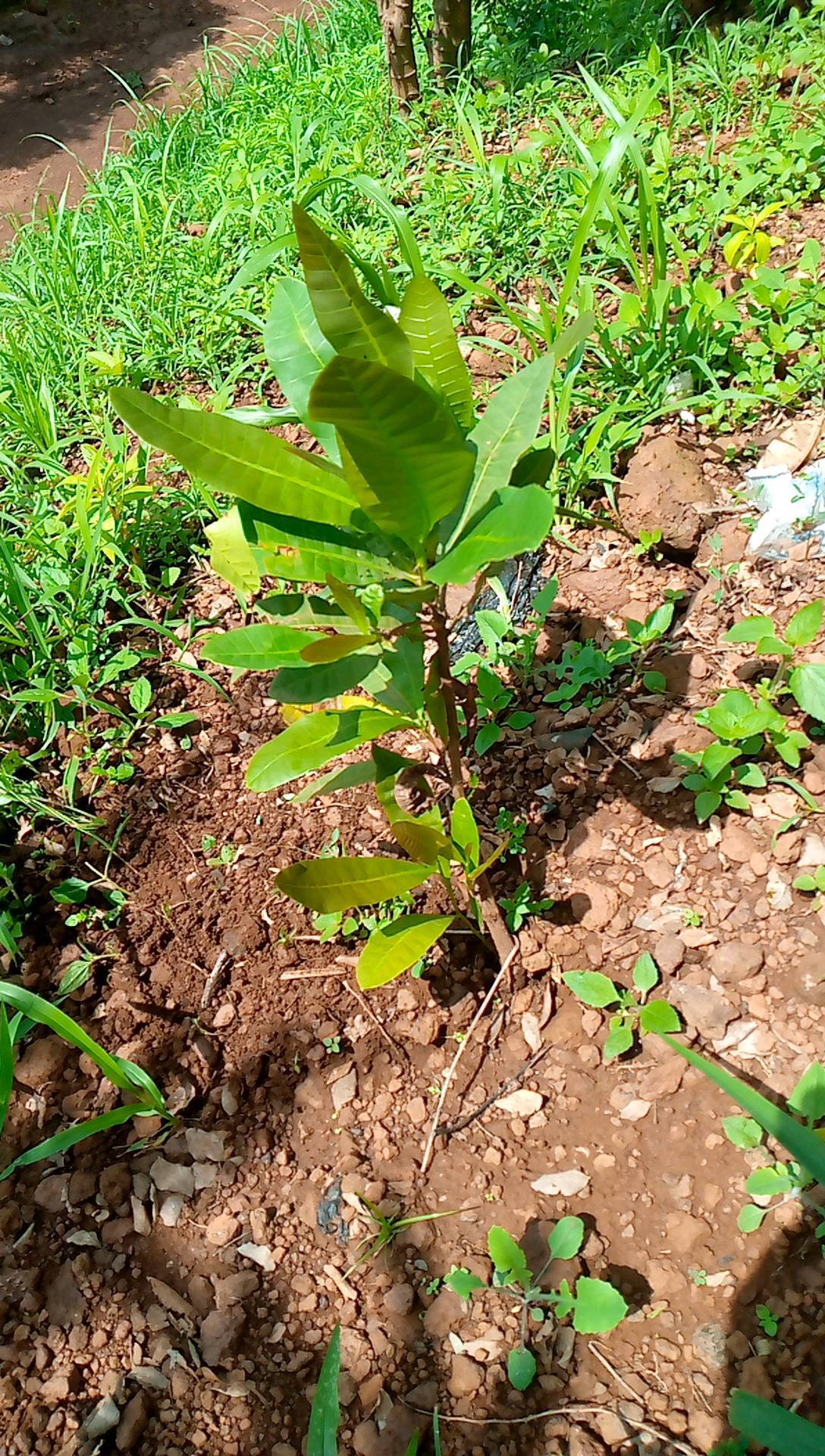 tree