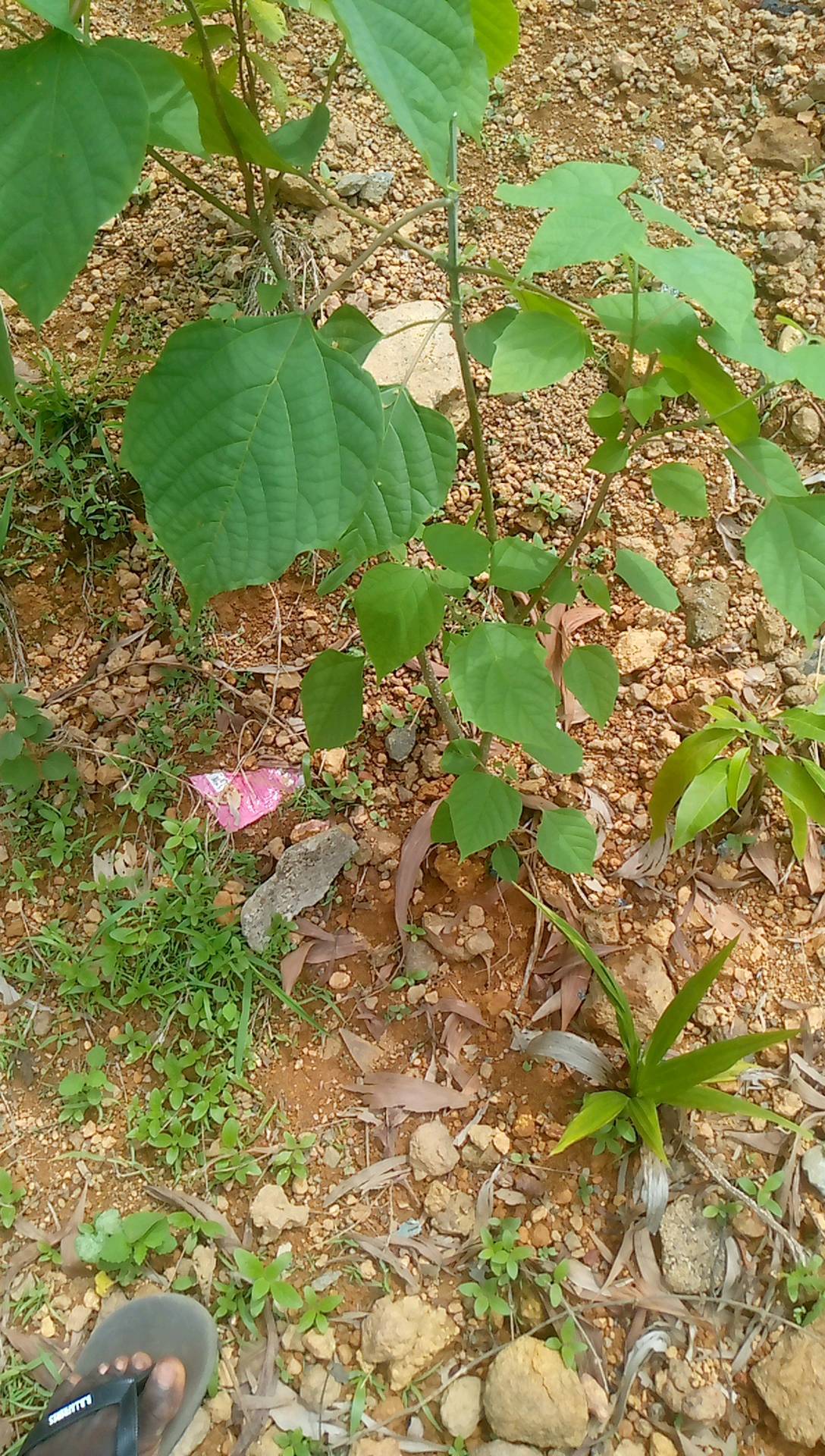 tree