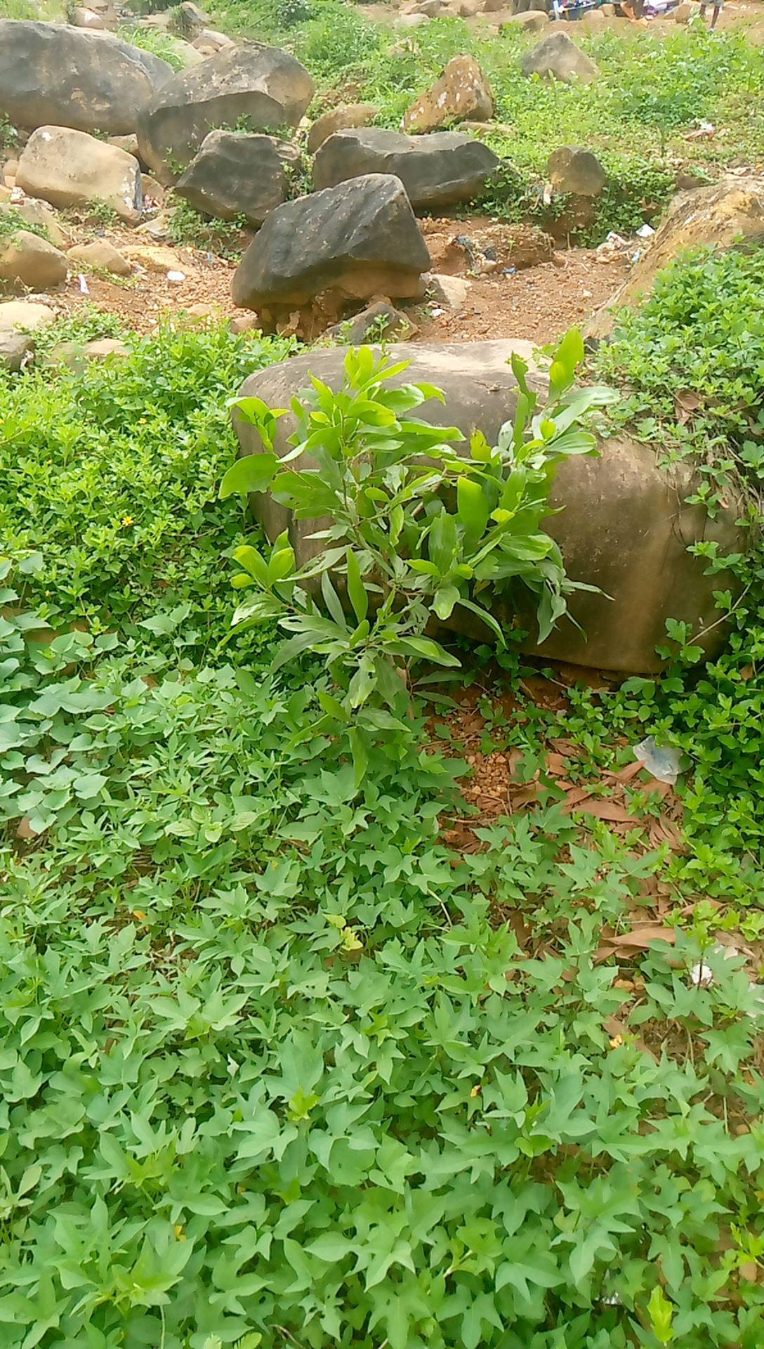 tree