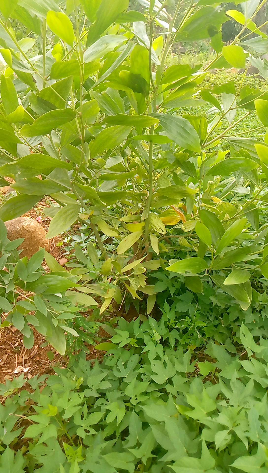 tree