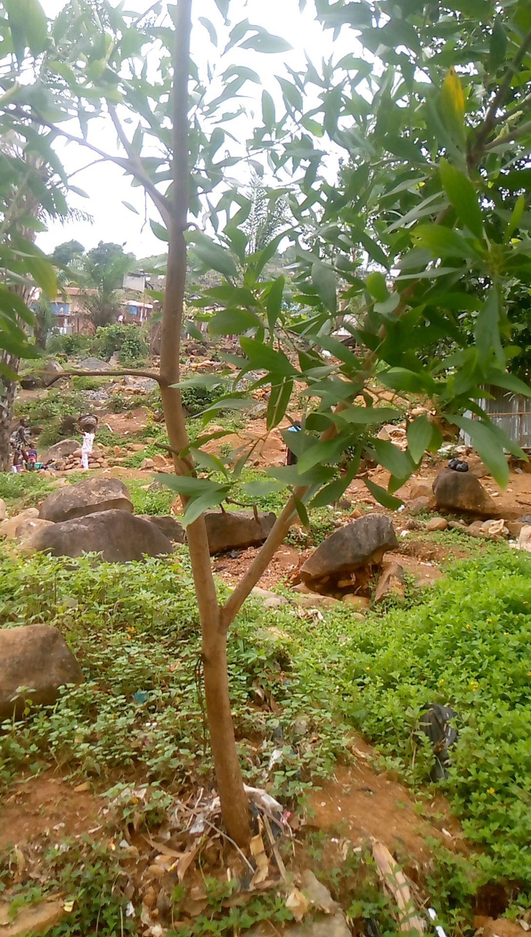 tree