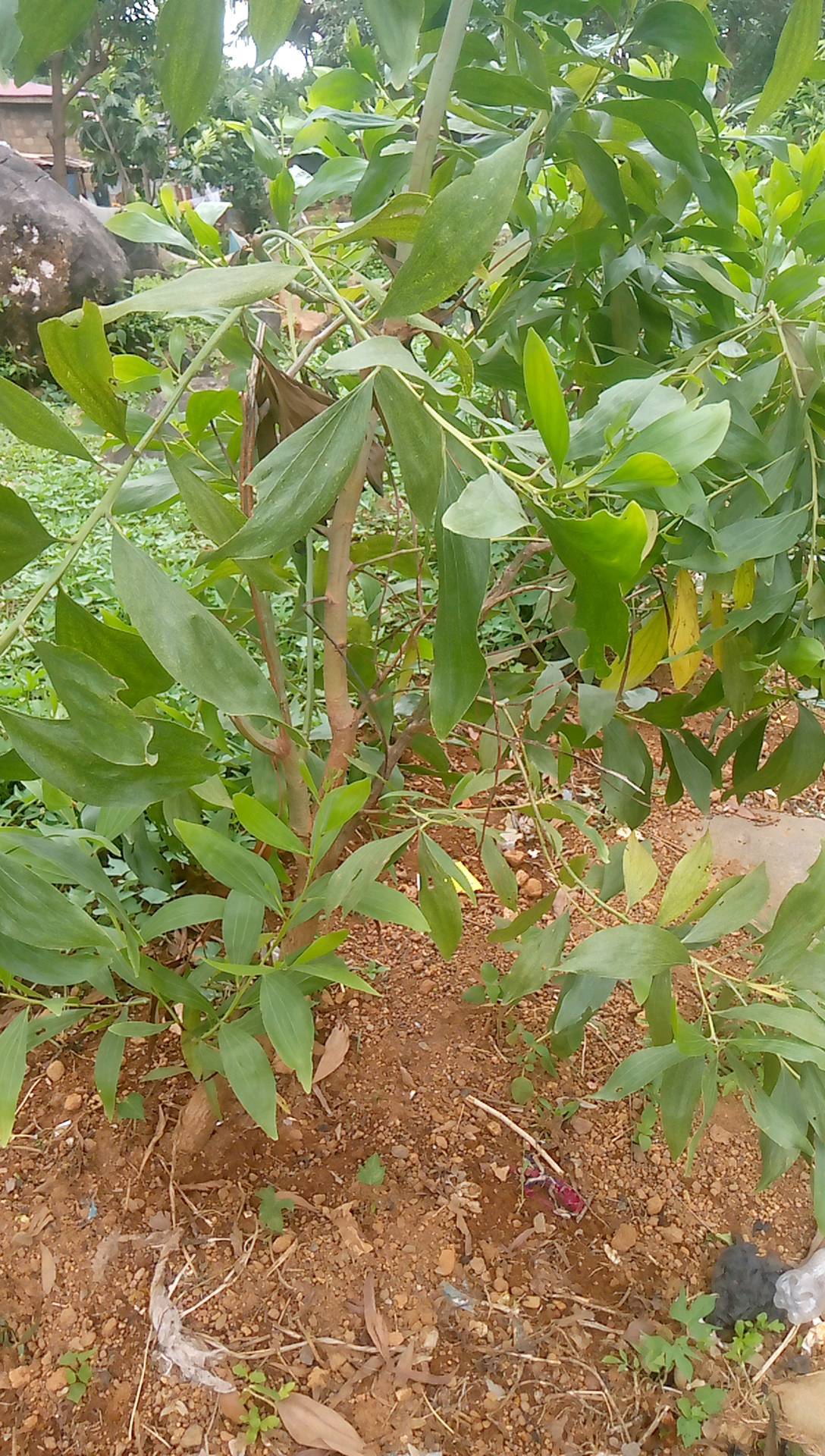 tree