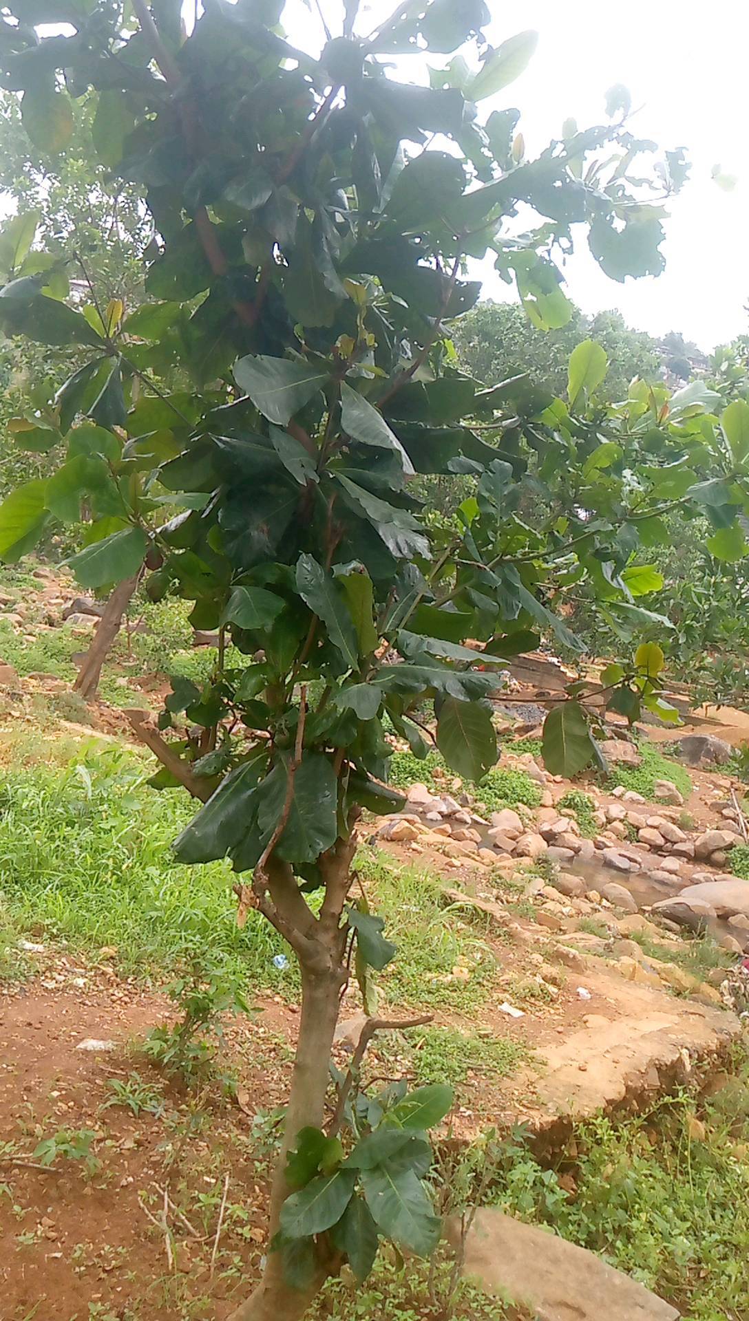 tree