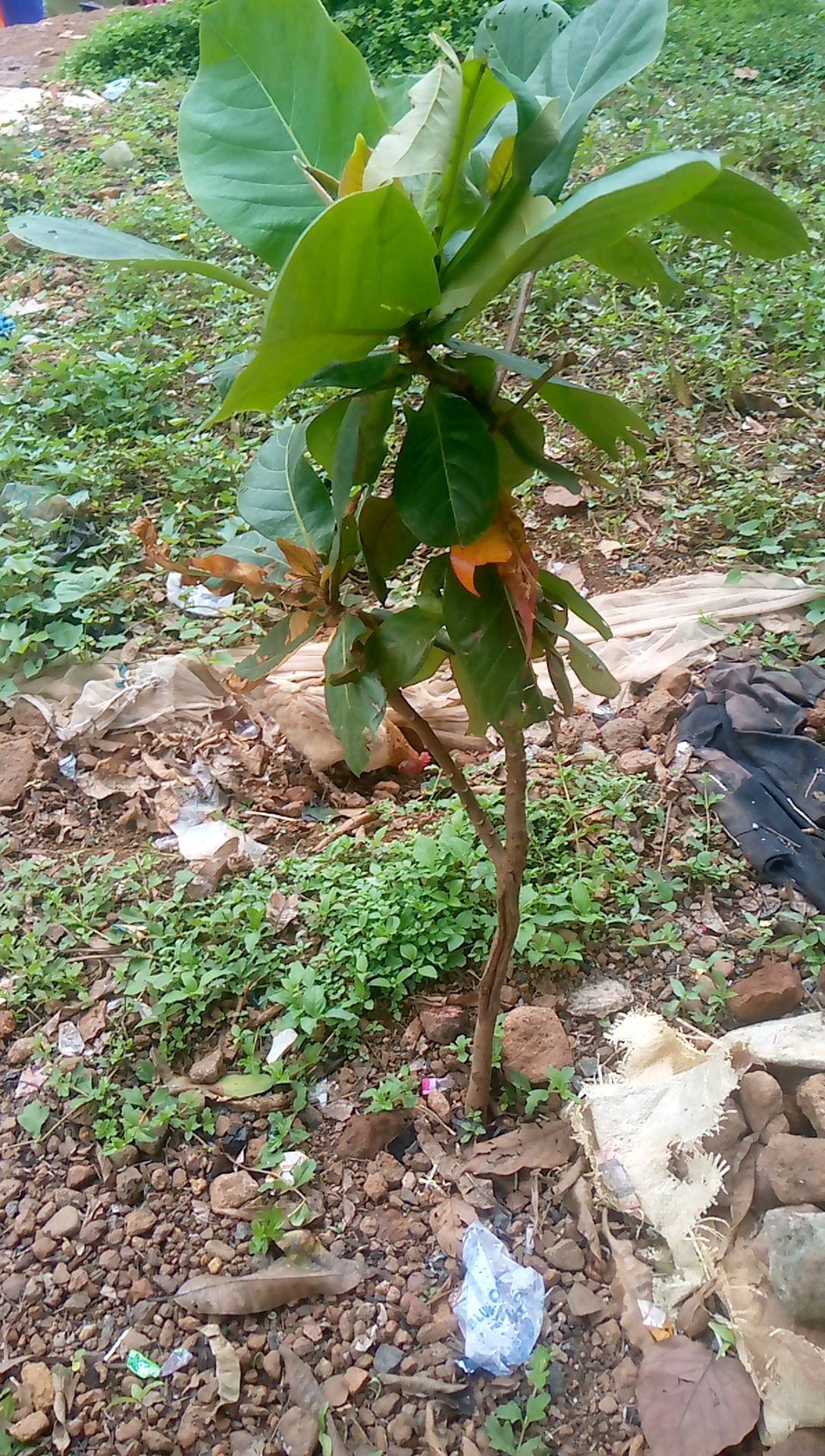tree