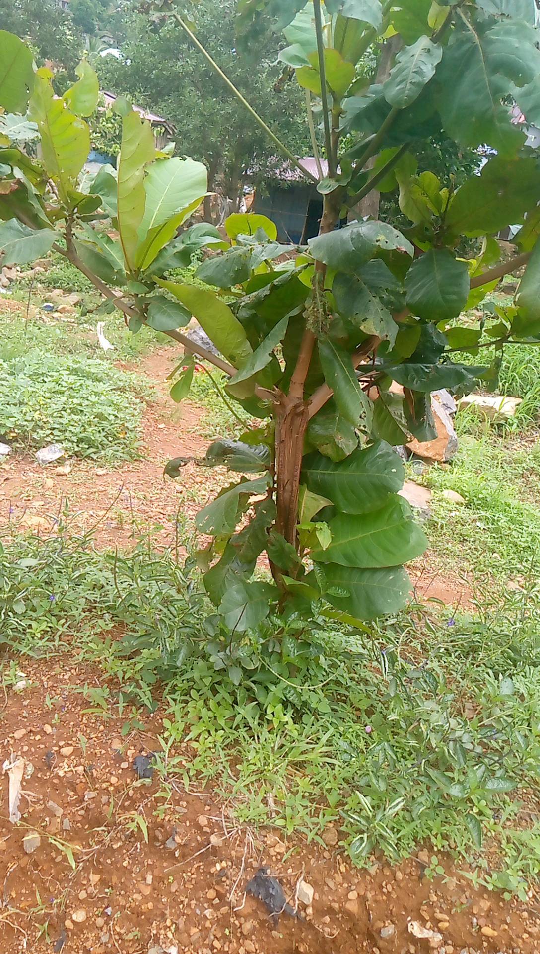tree