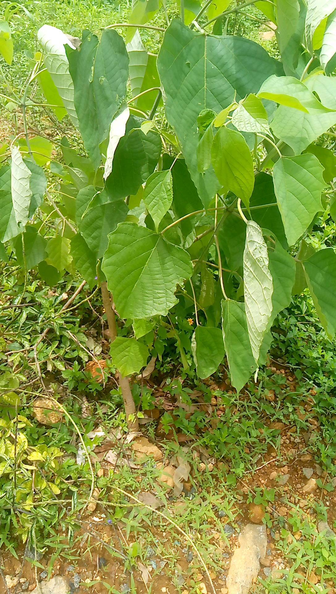 tree