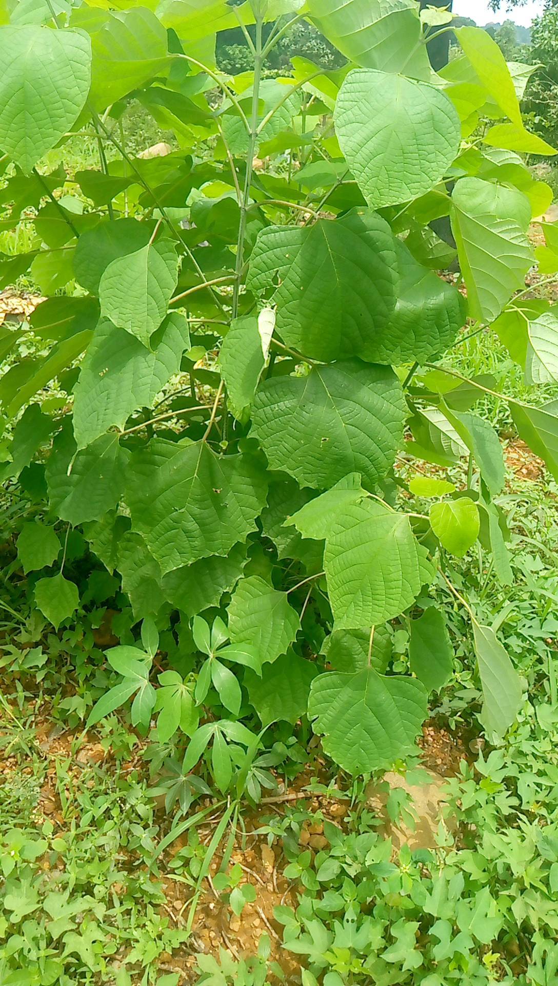 tree