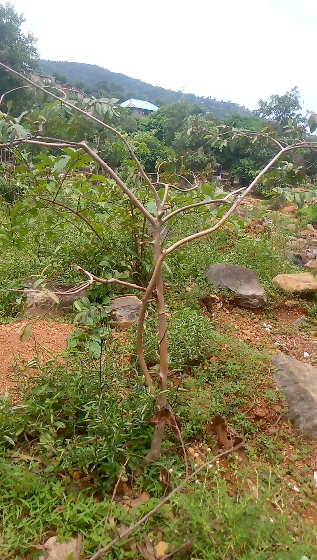 tree