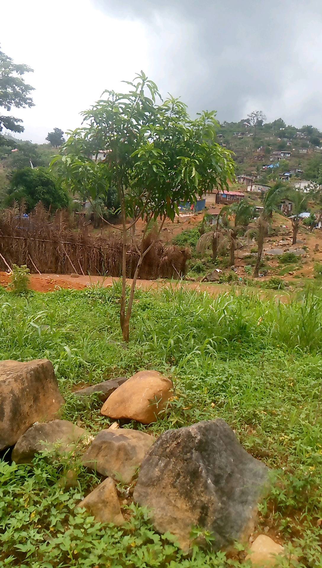 tree