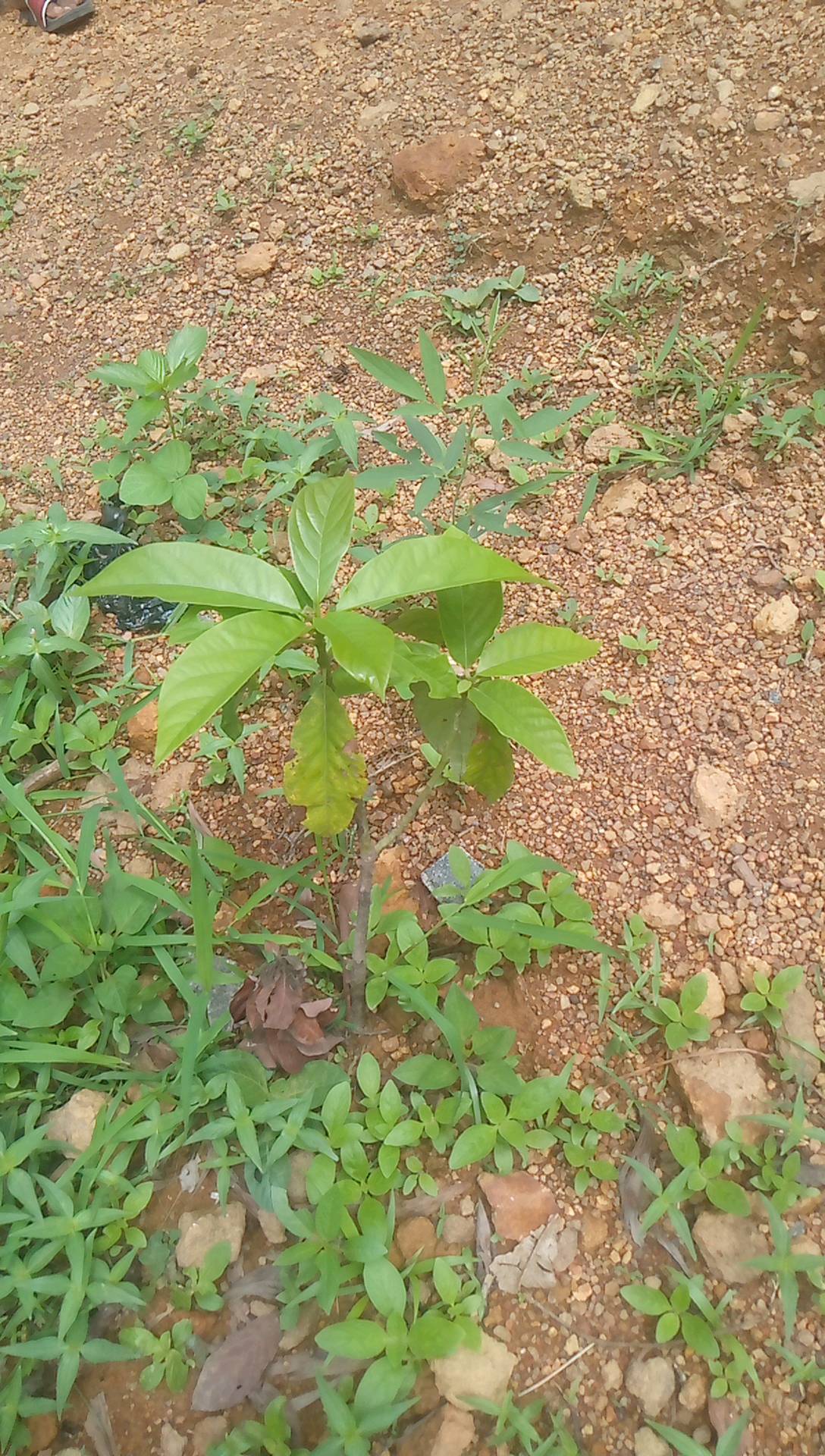 tree