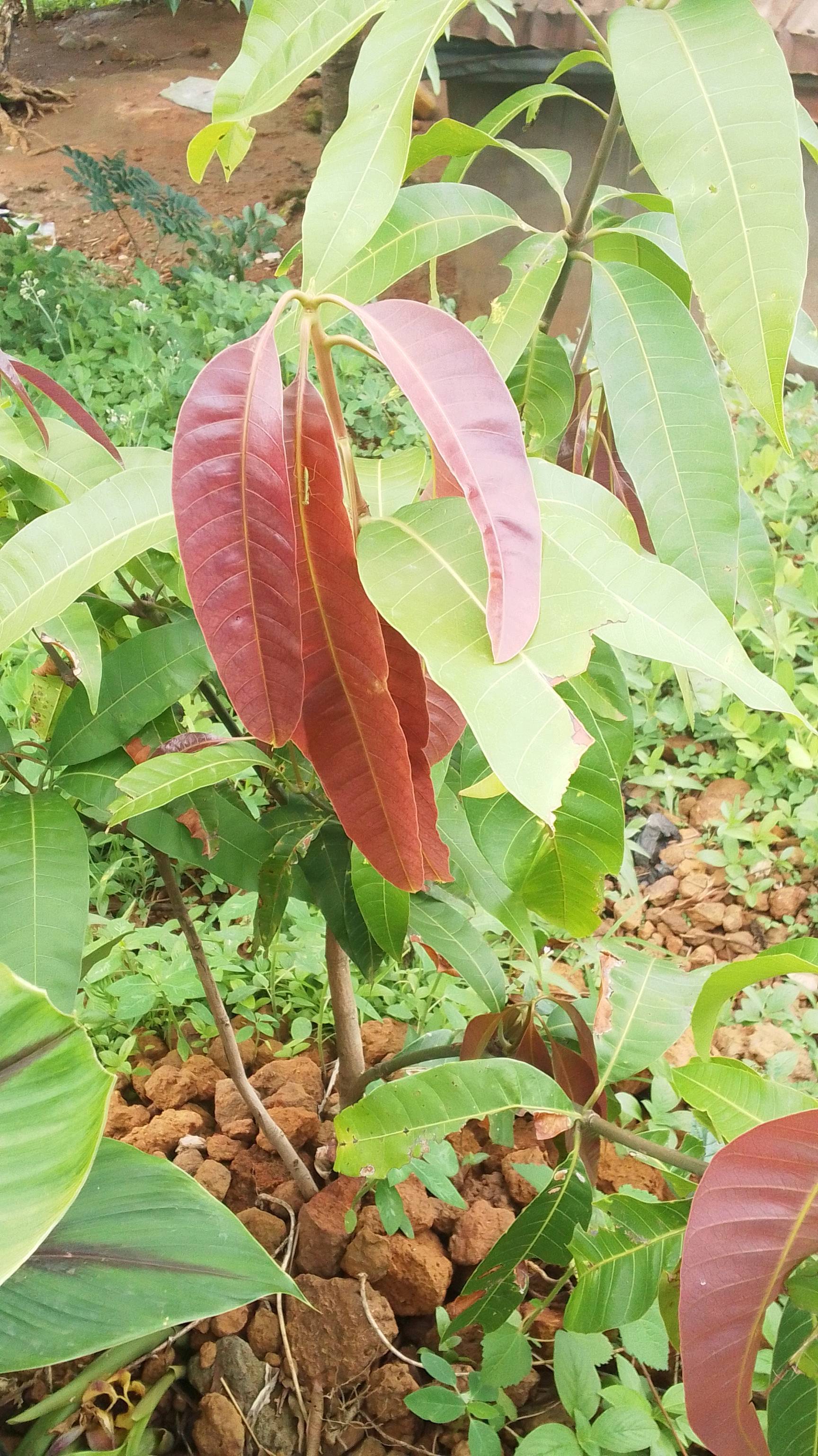 tree