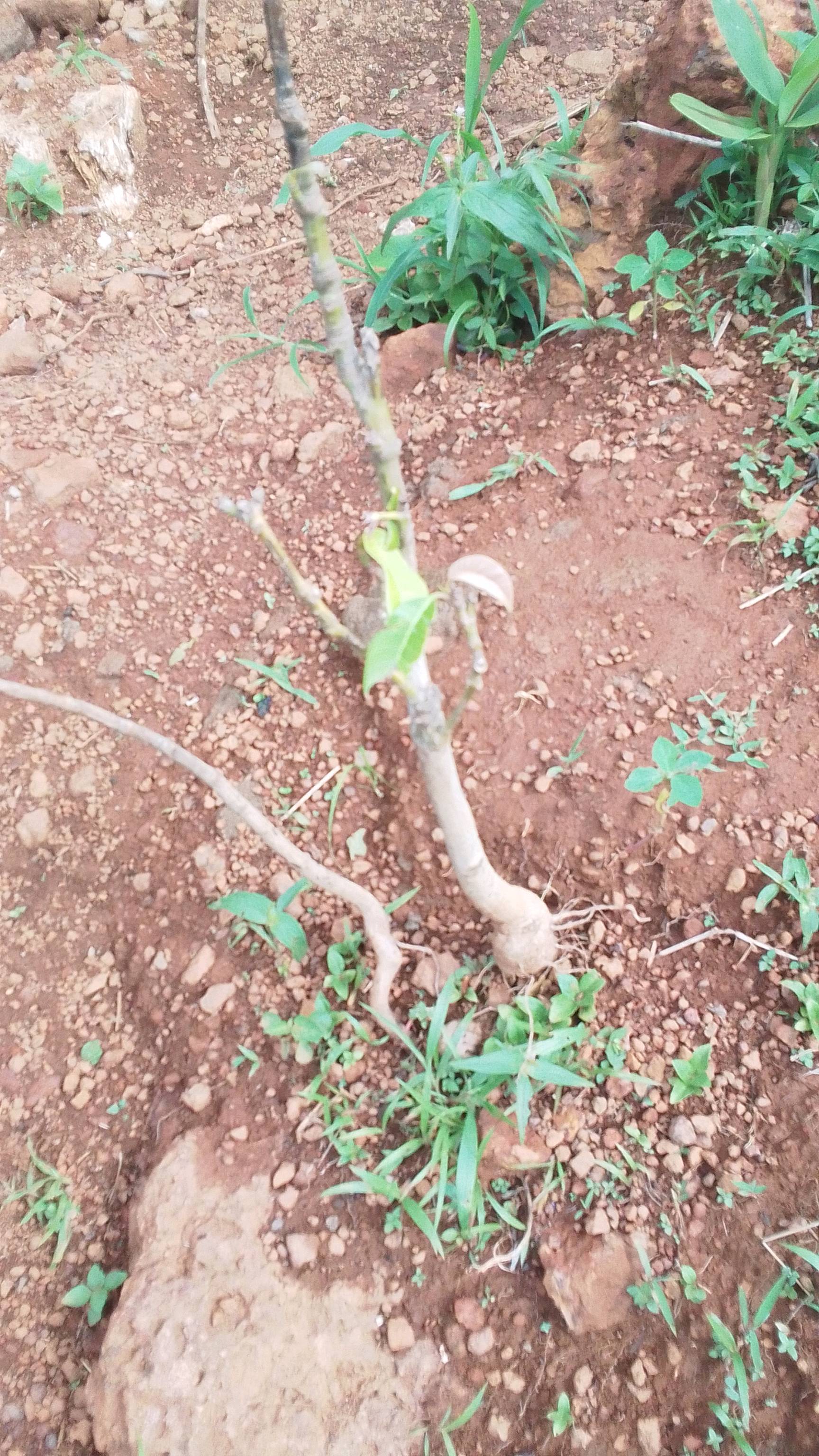 tree