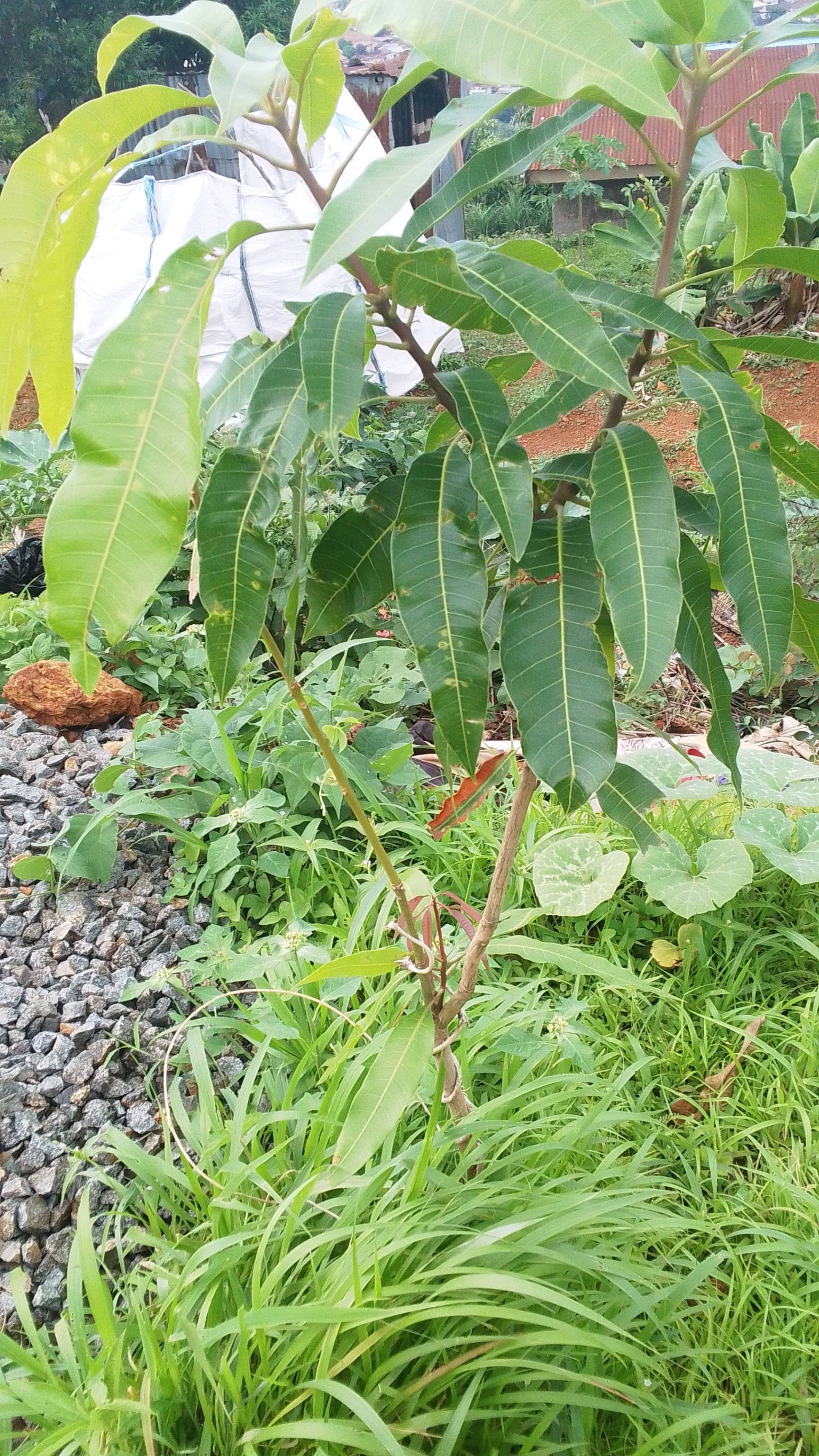 tree