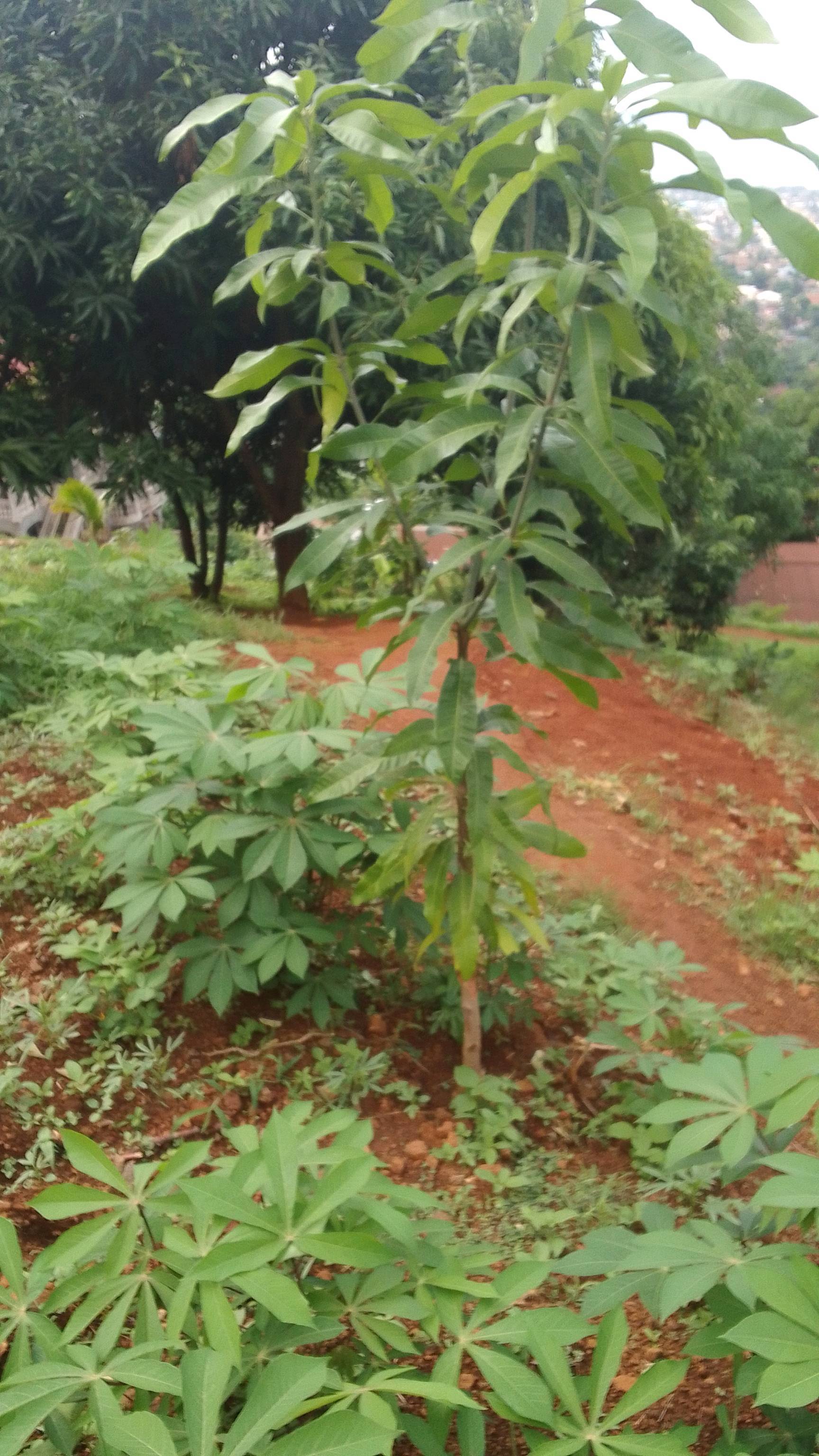tree