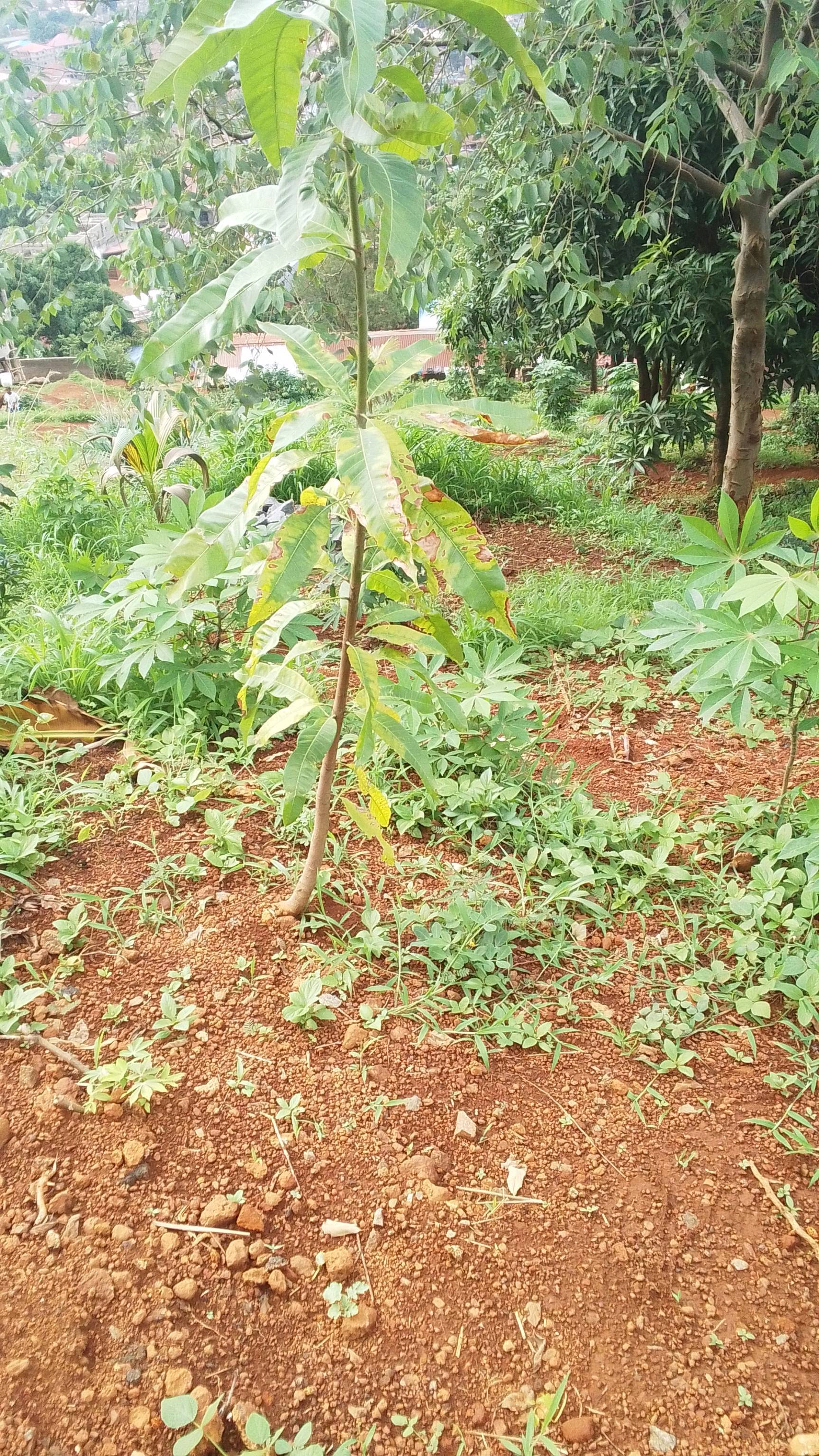 tree
