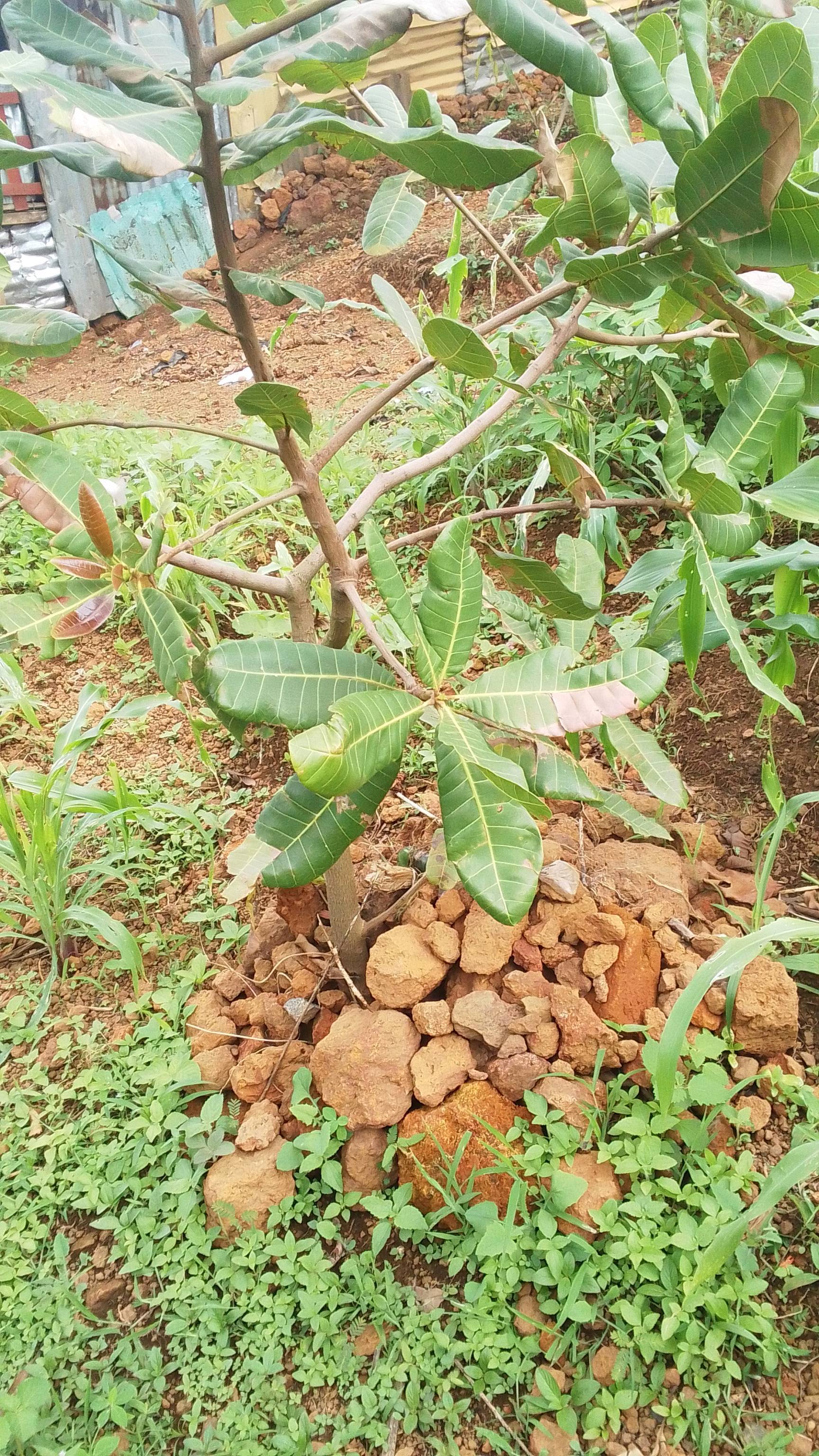 tree