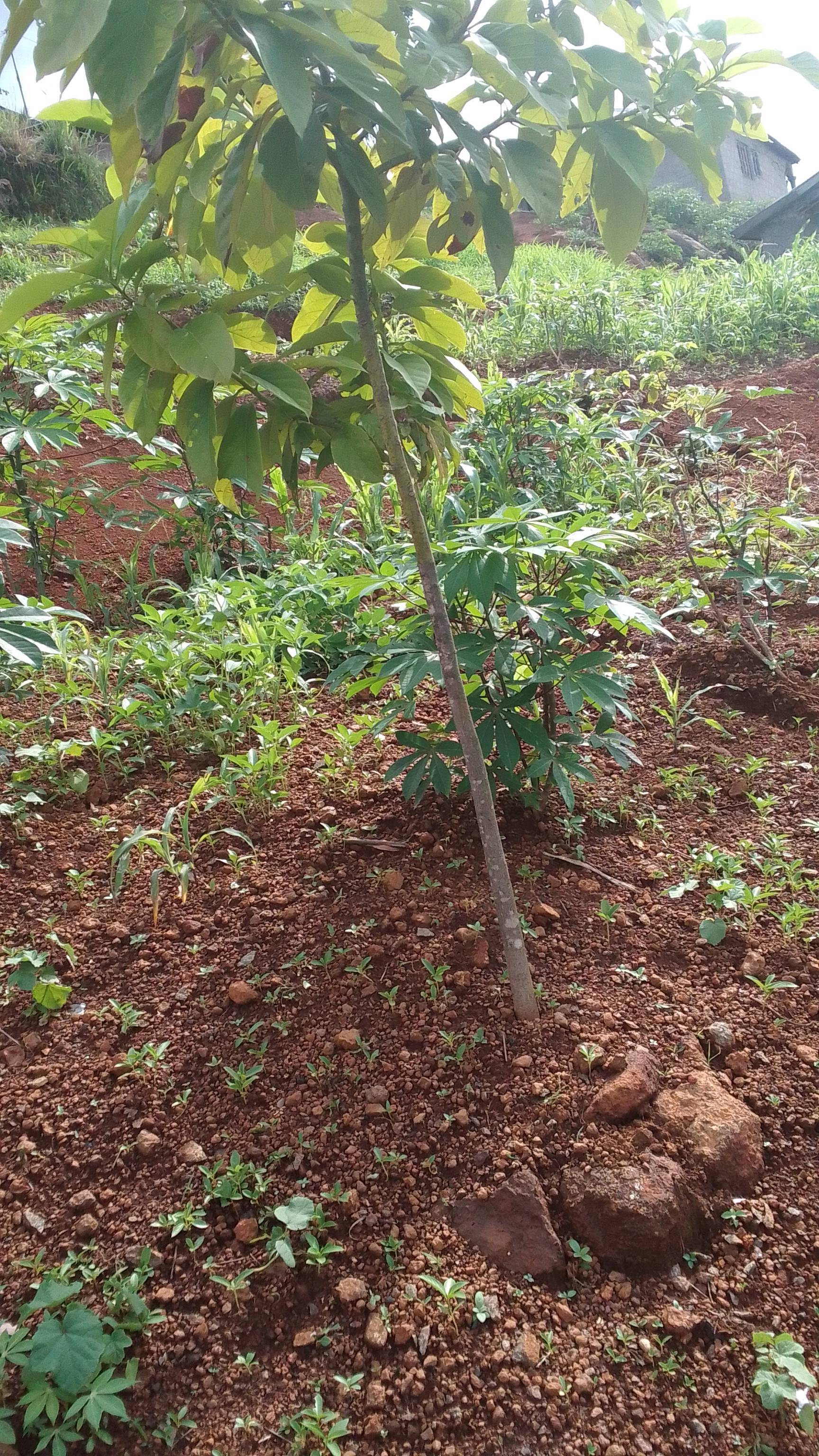 tree