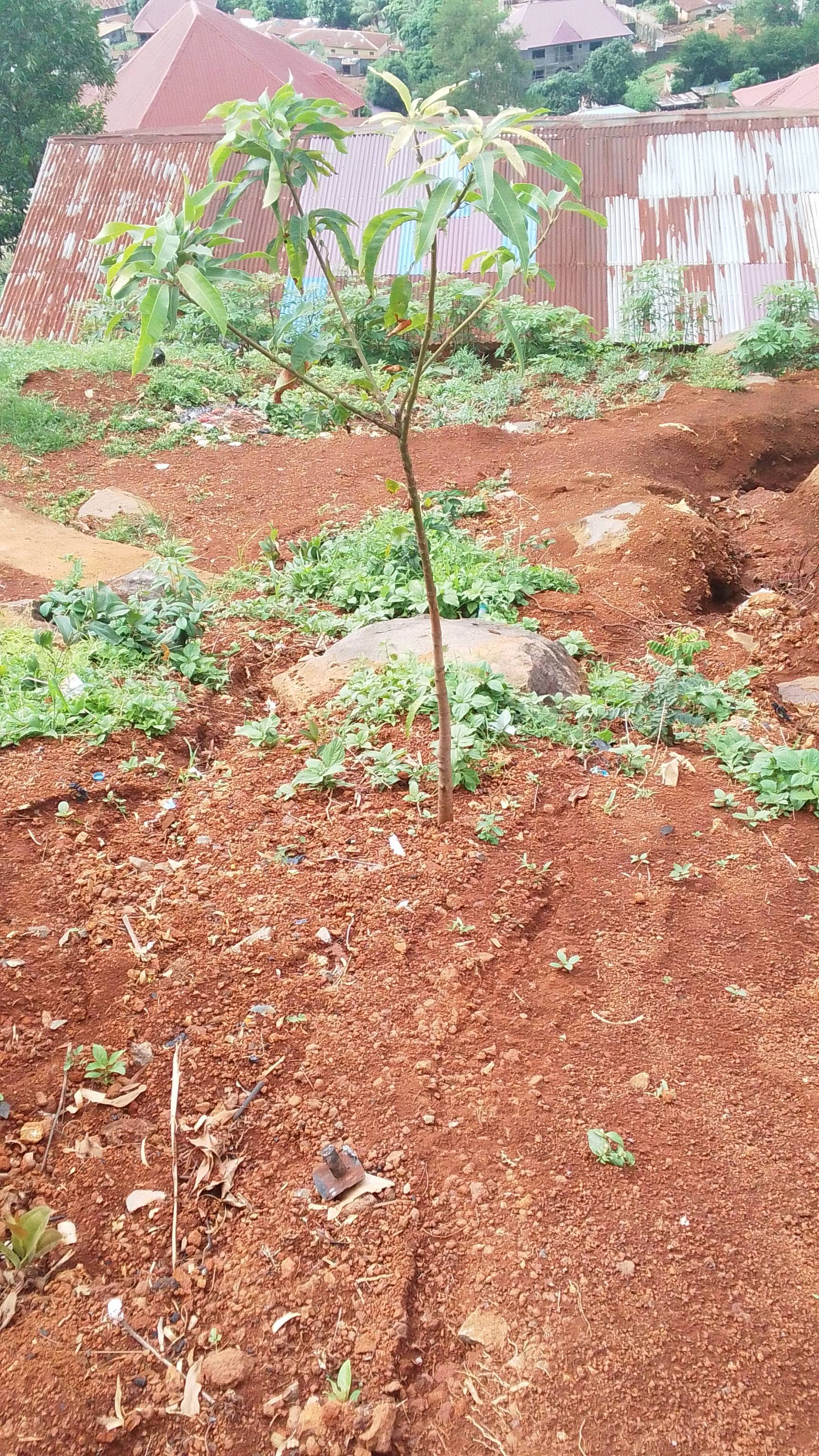 tree