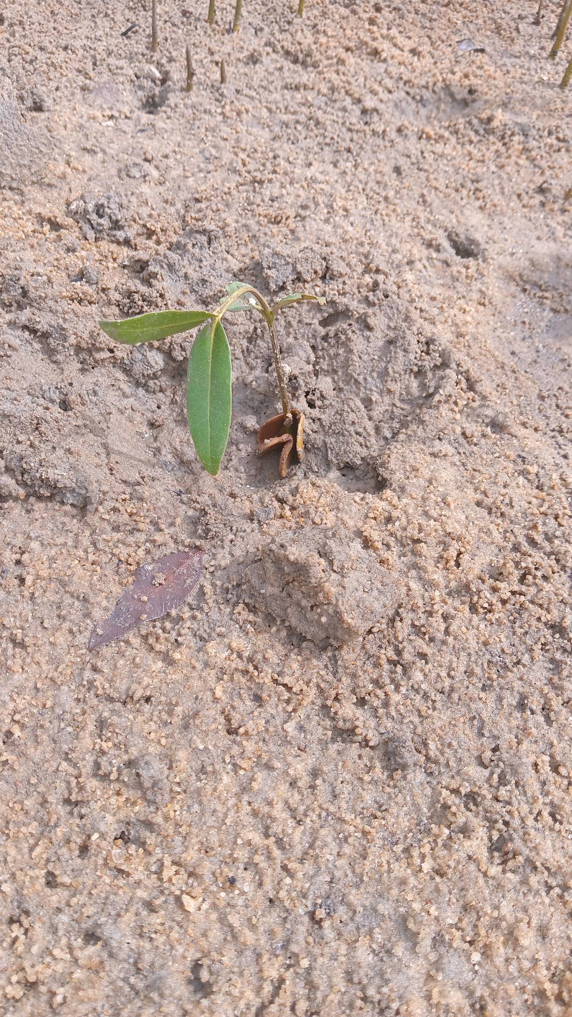 tree