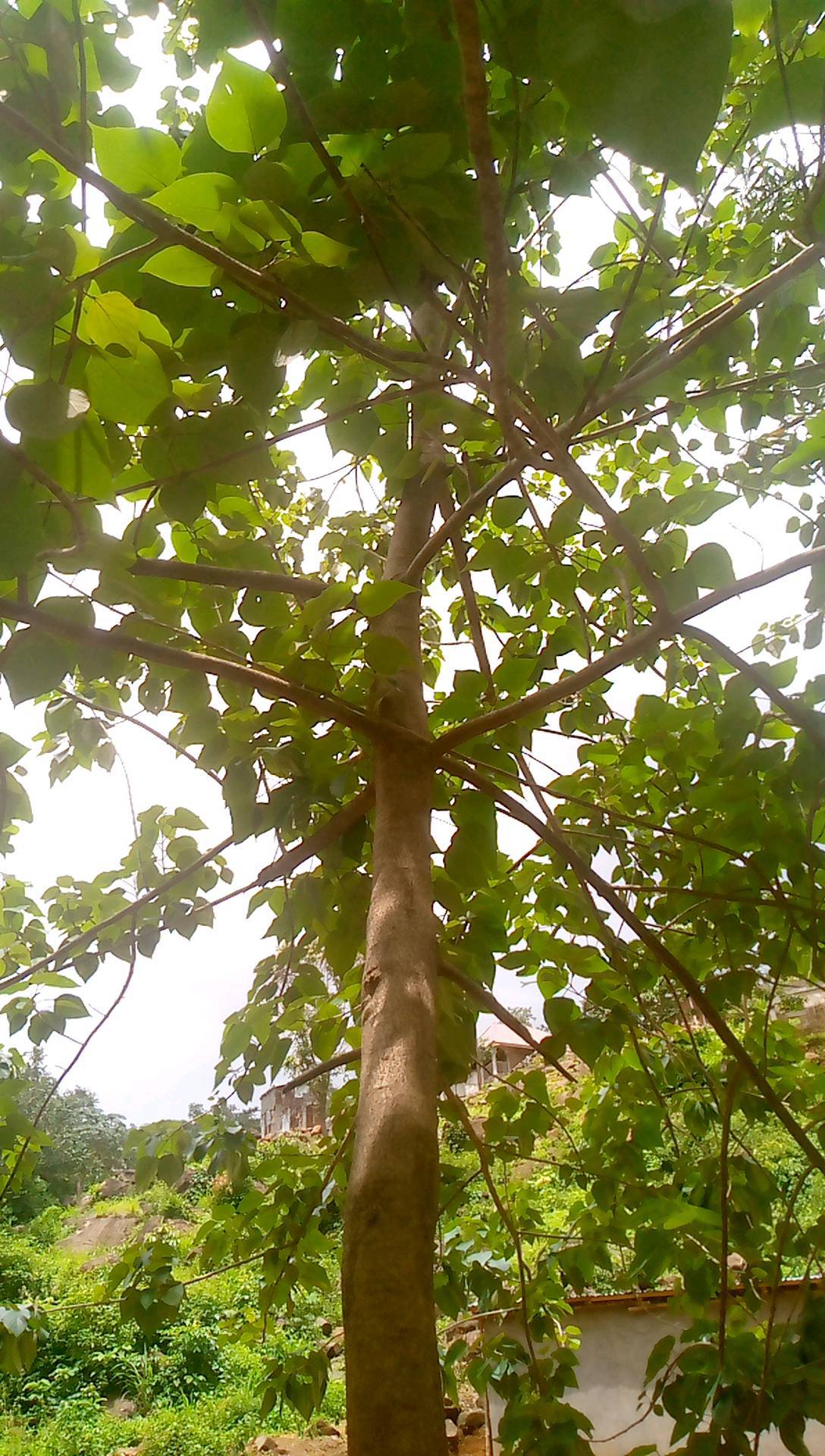 tree