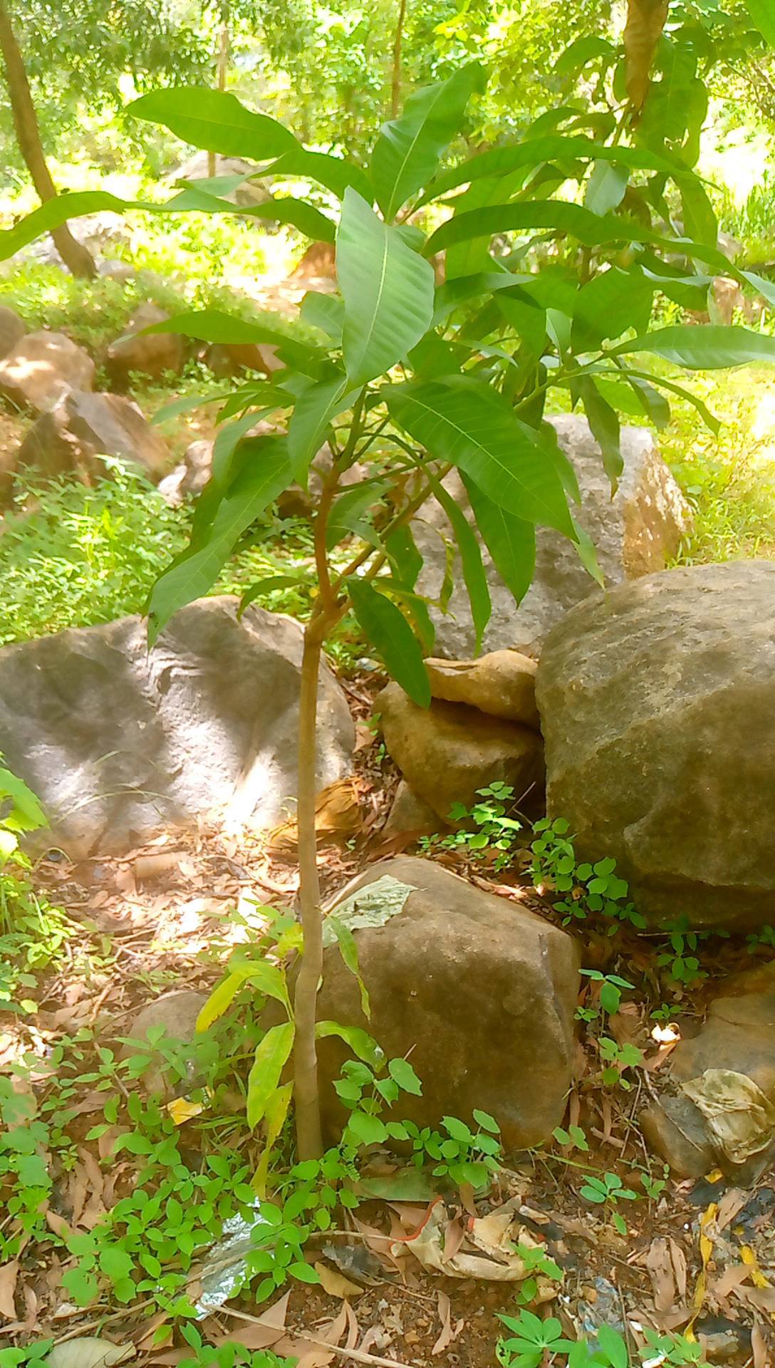 tree