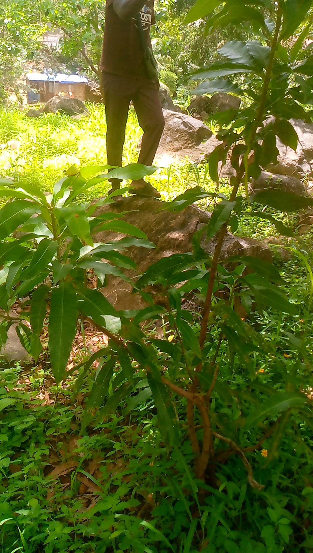 tree