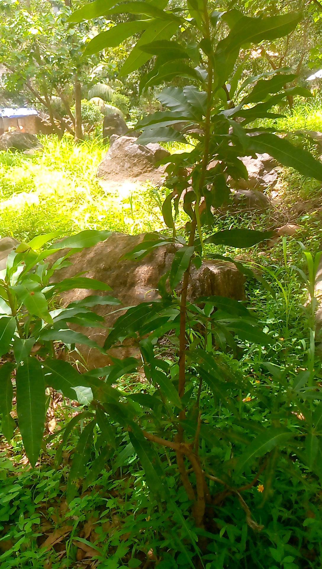 tree