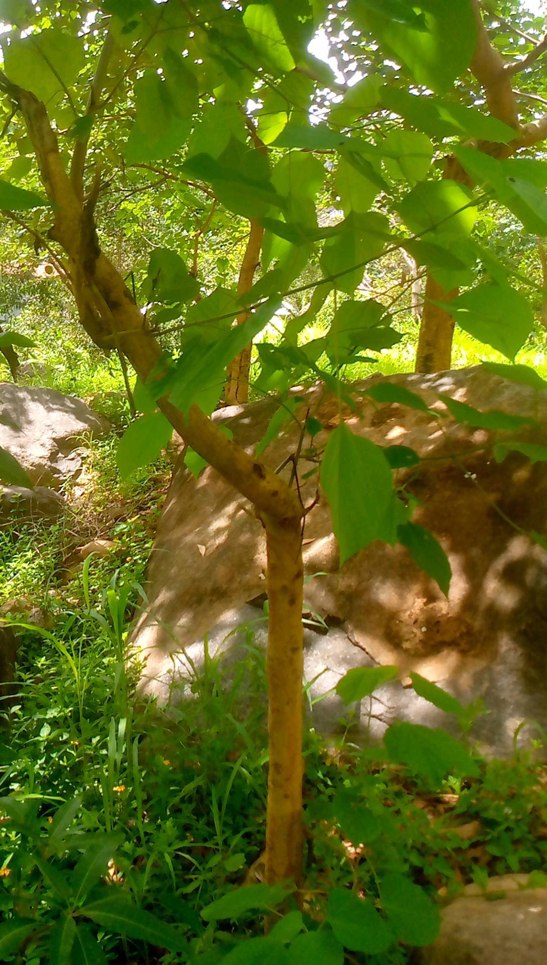 tree