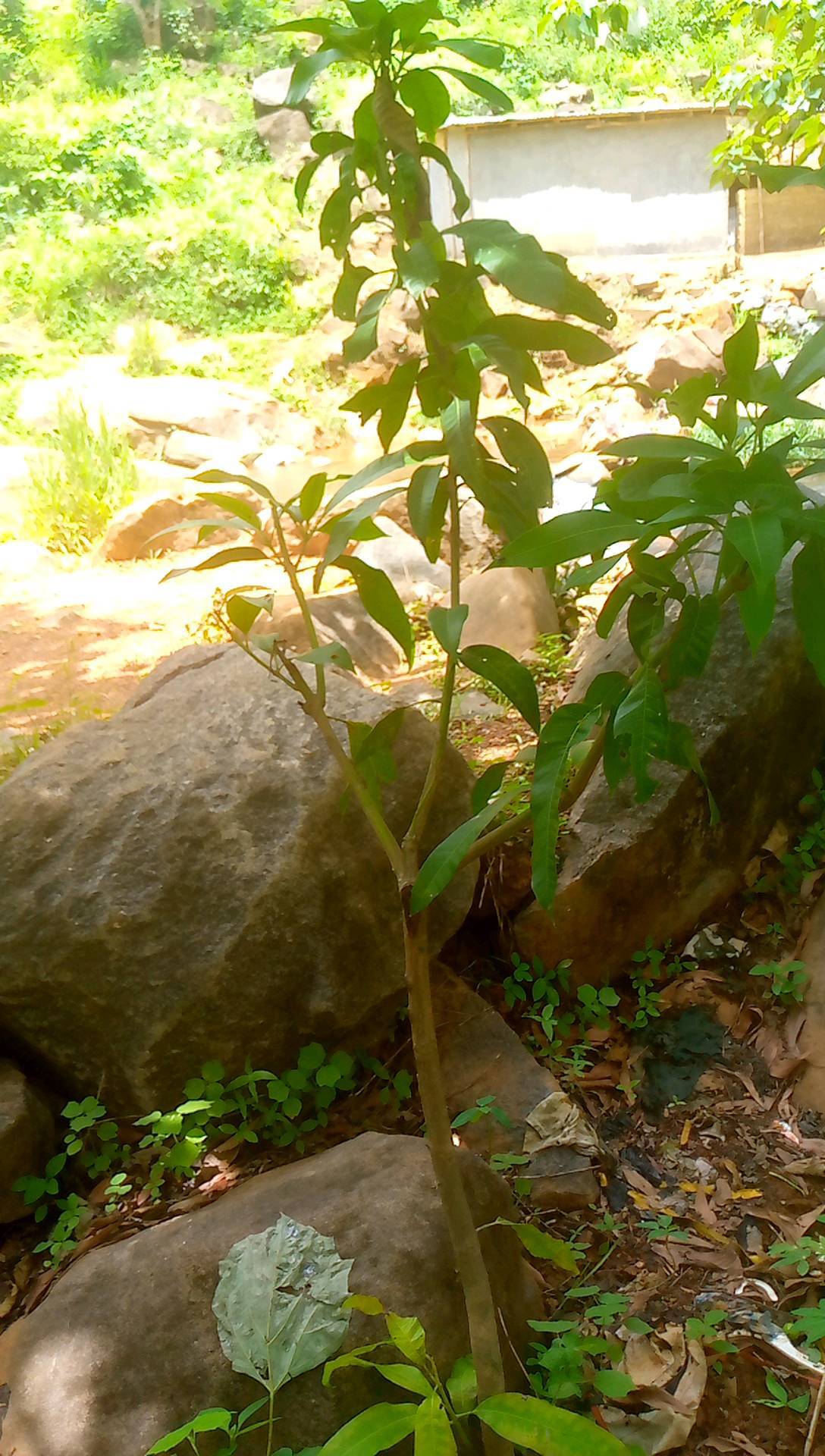 tree
