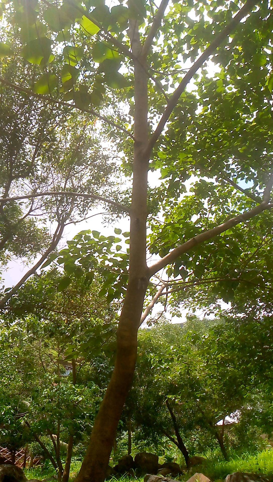 tree