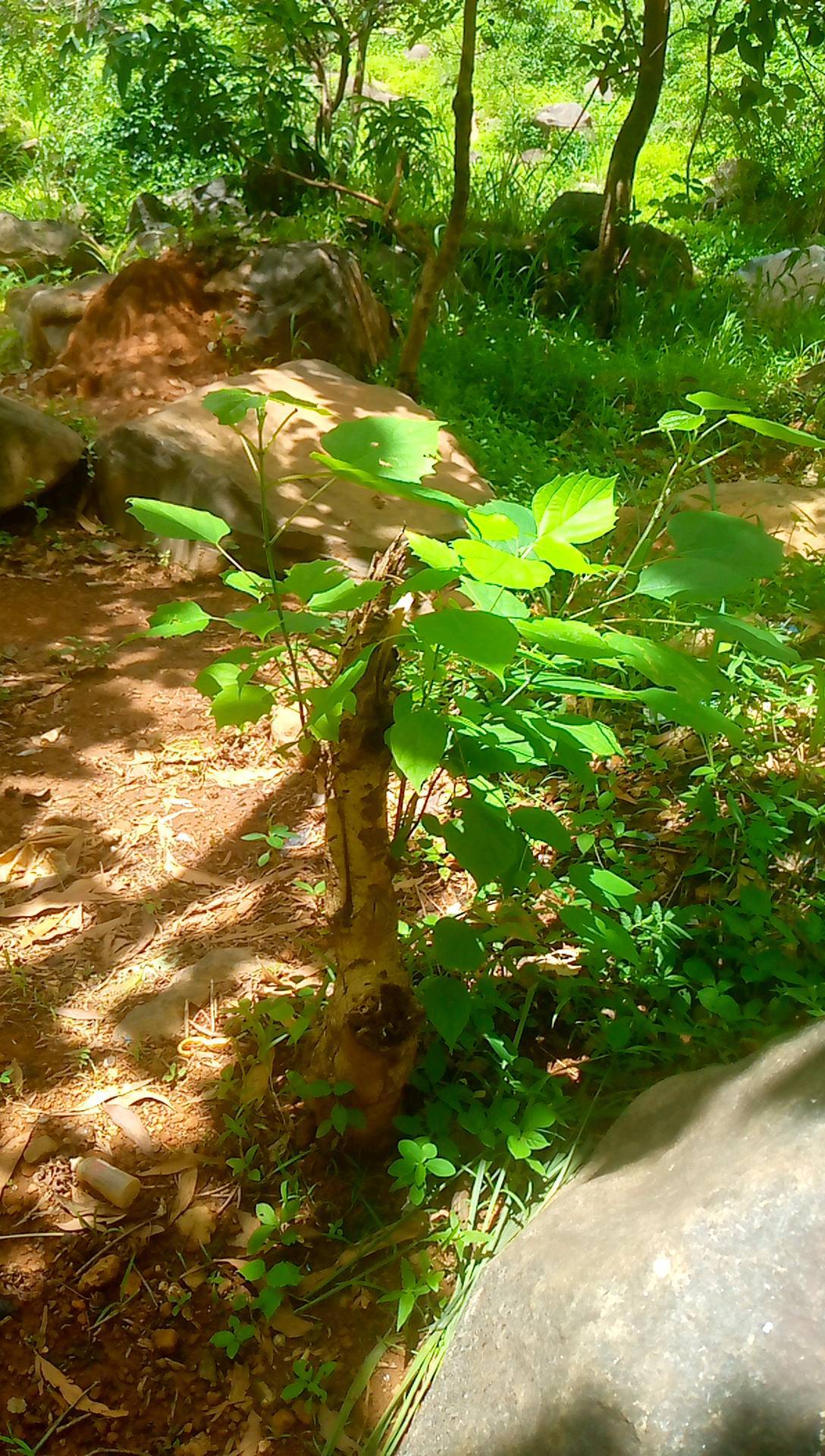 tree