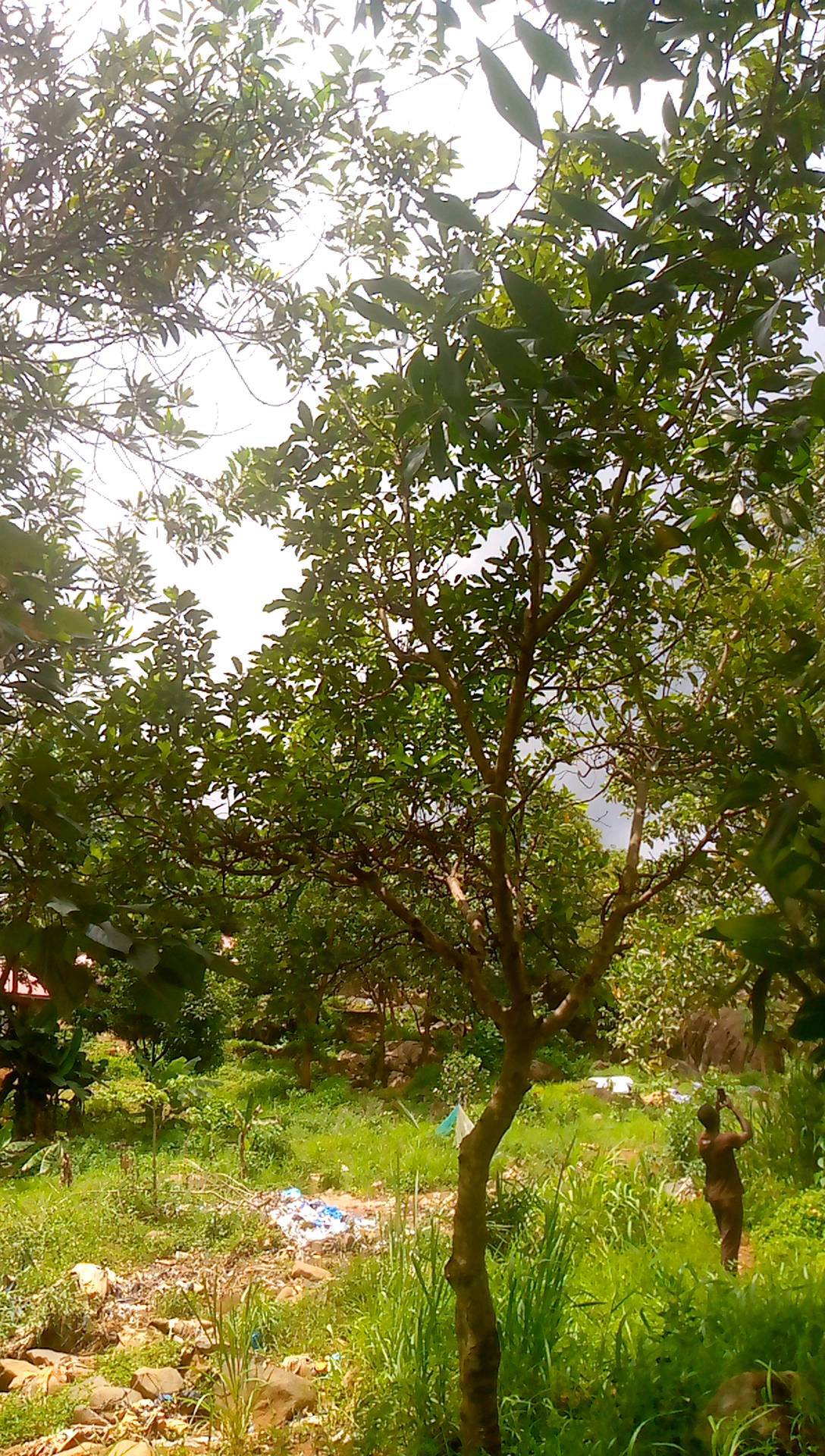 tree