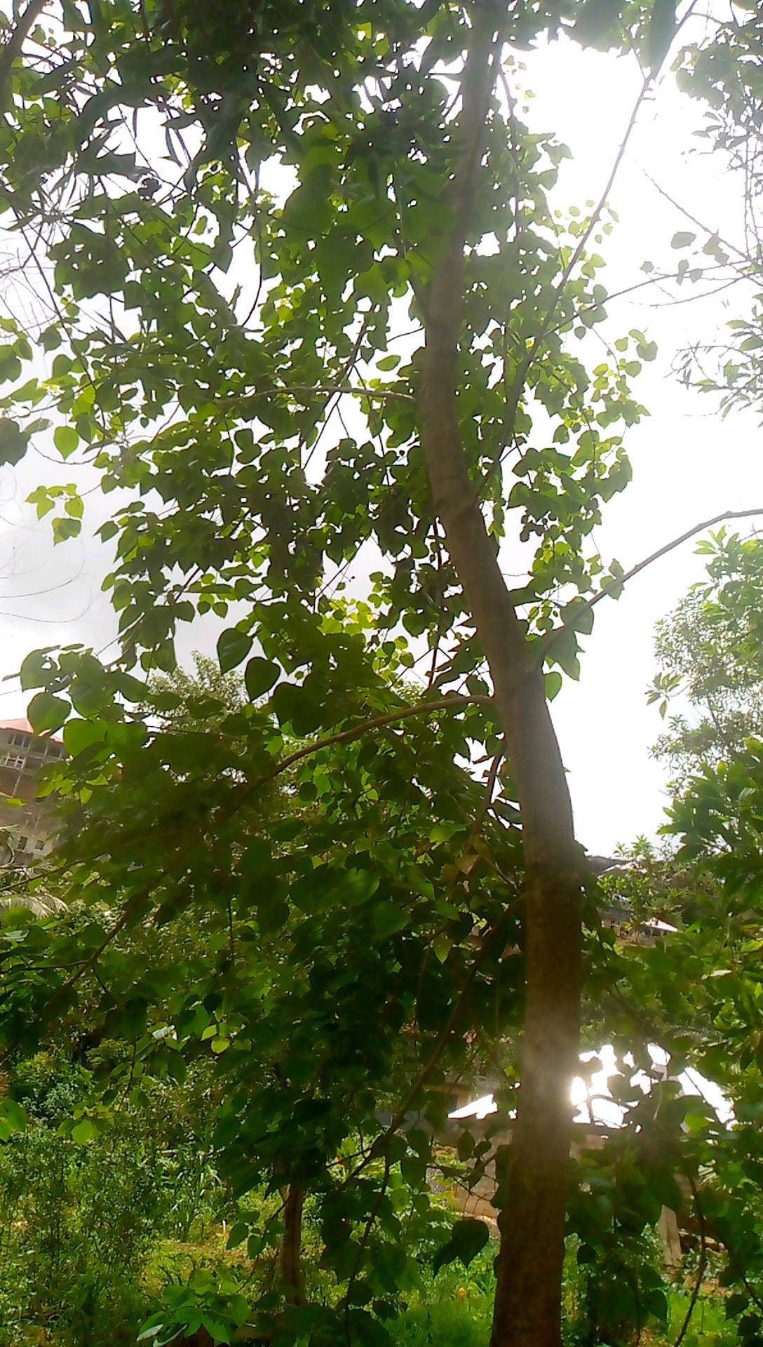 tree
