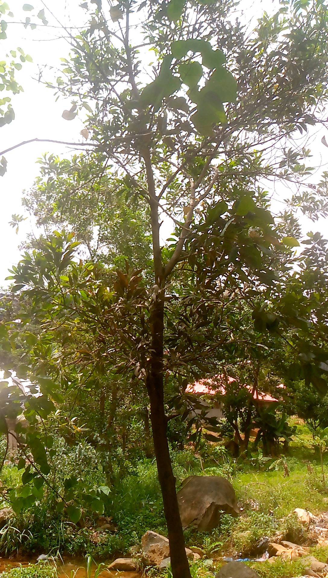 tree