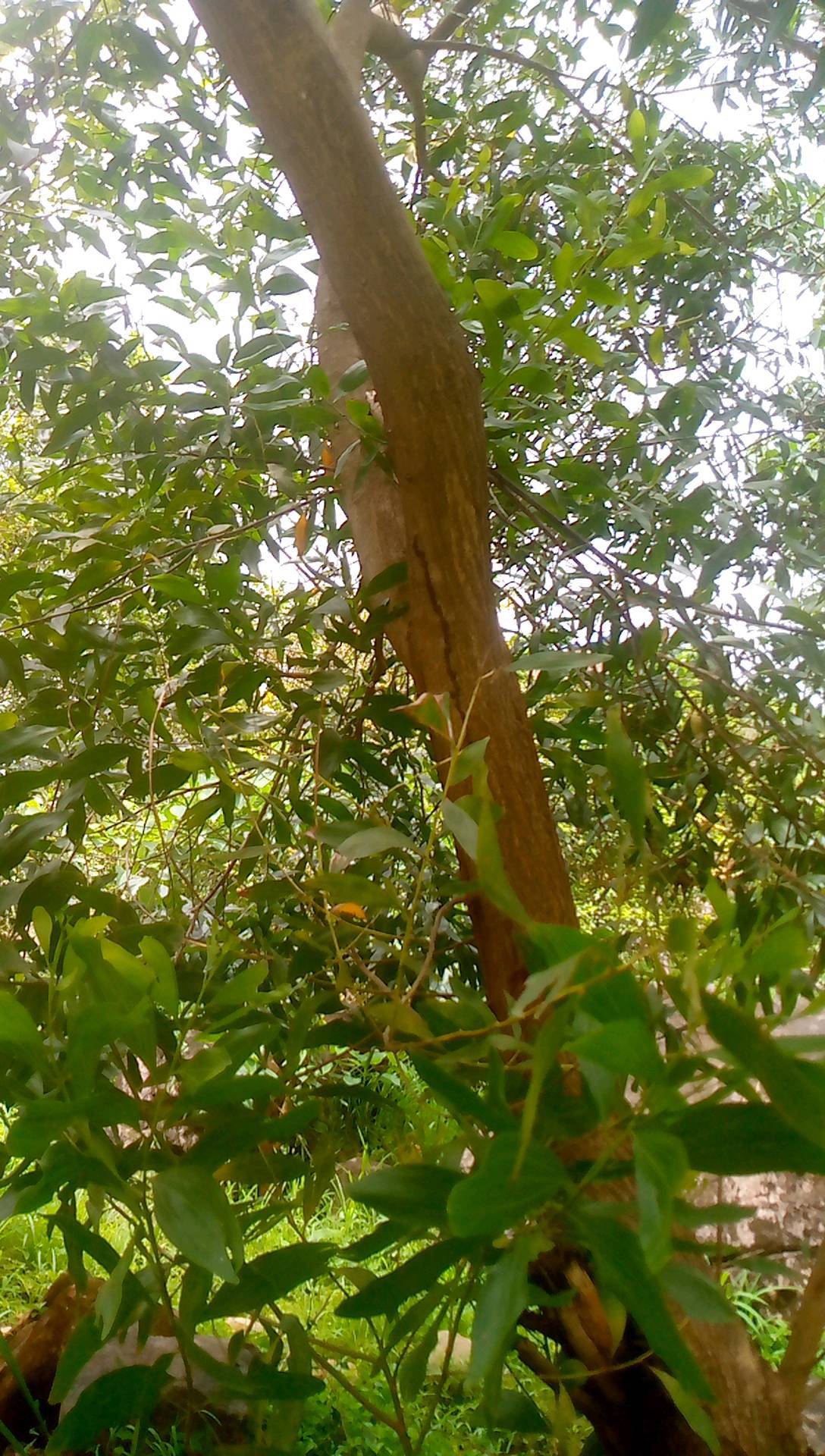 tree