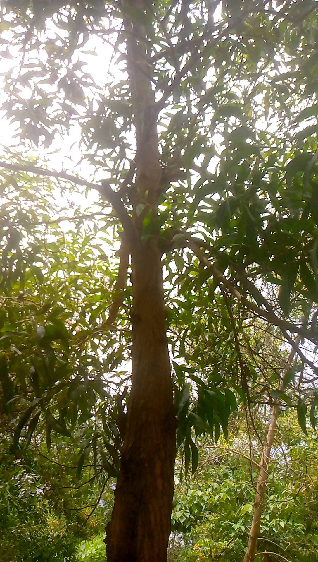 tree
