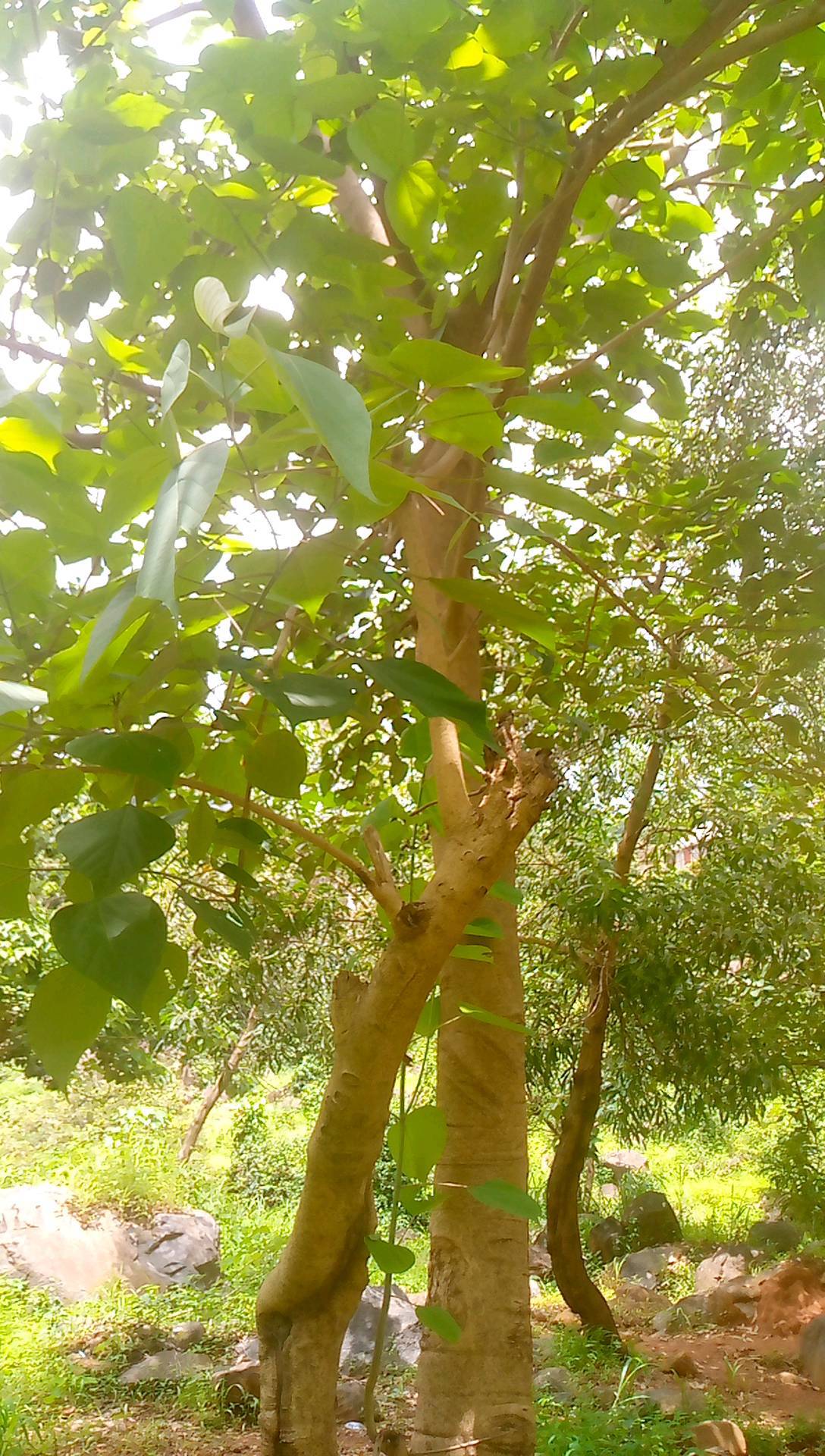 tree