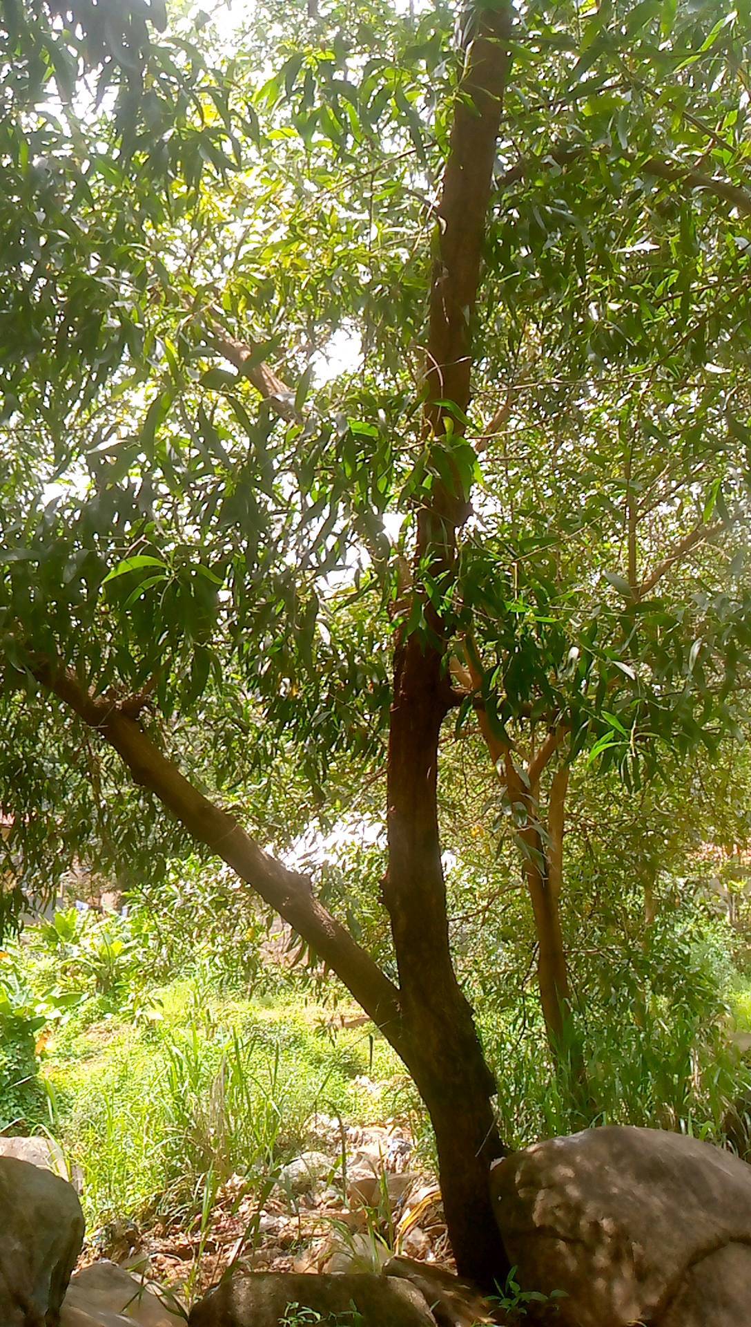 tree