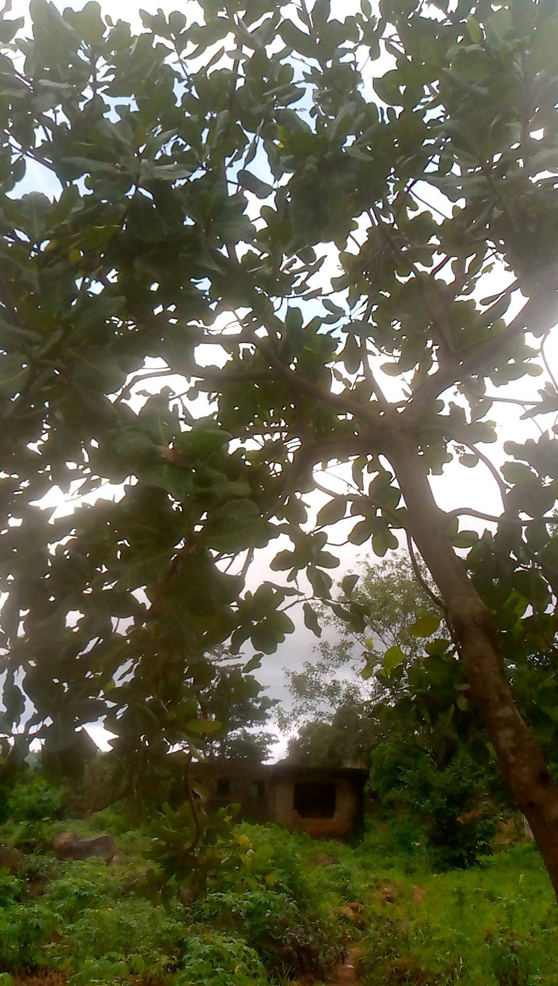 tree