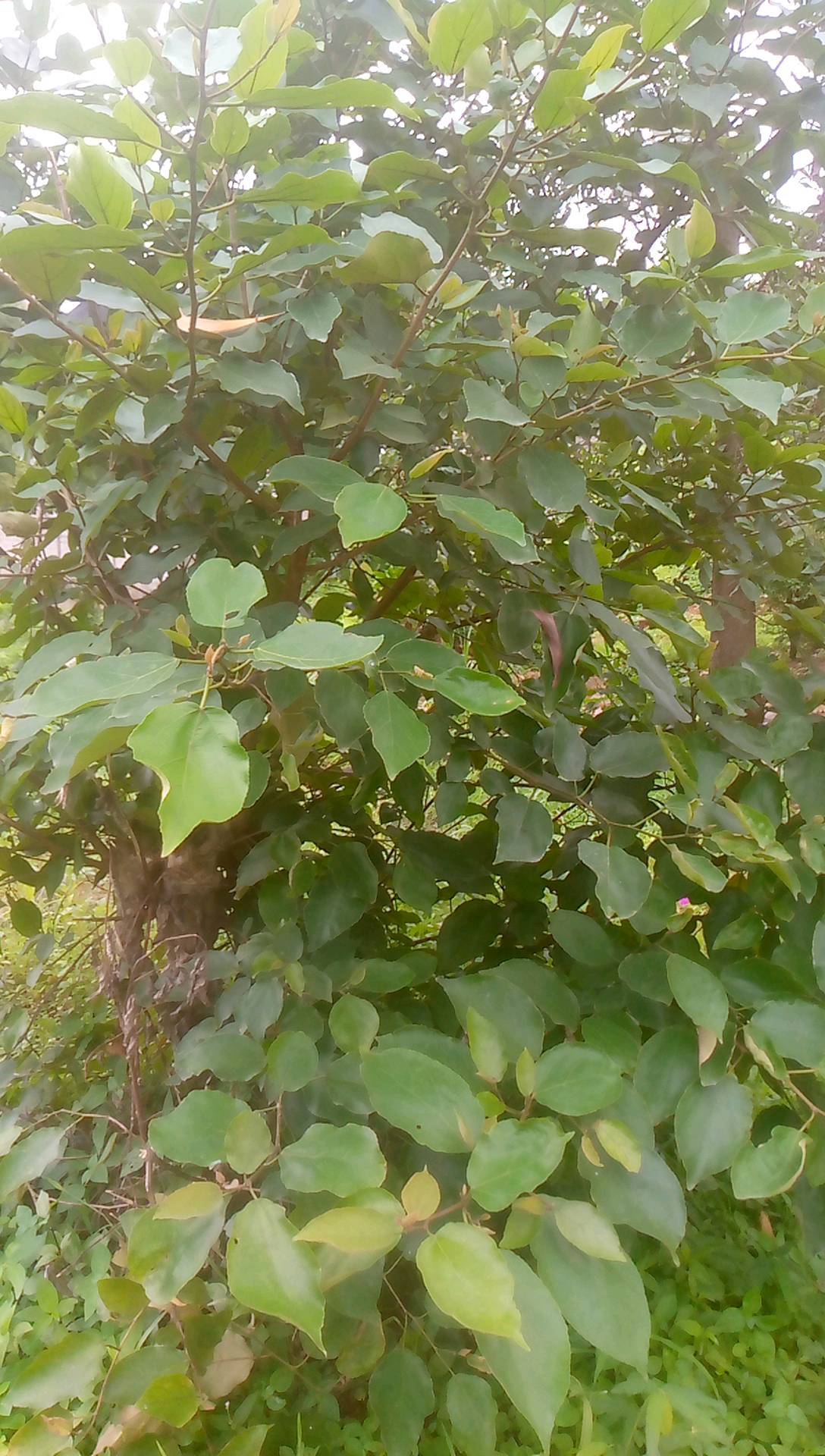 tree