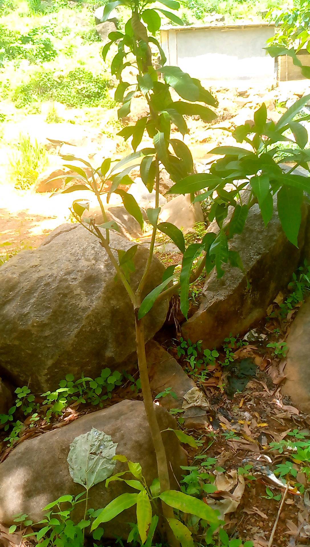 tree