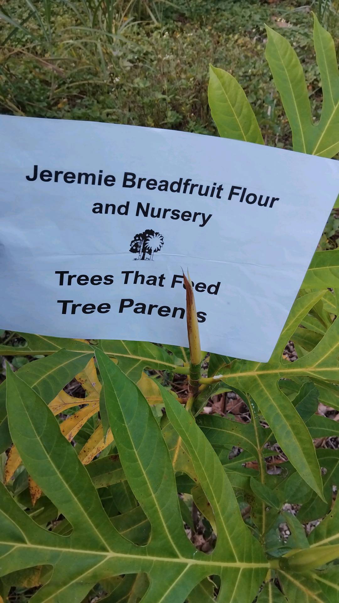 tree