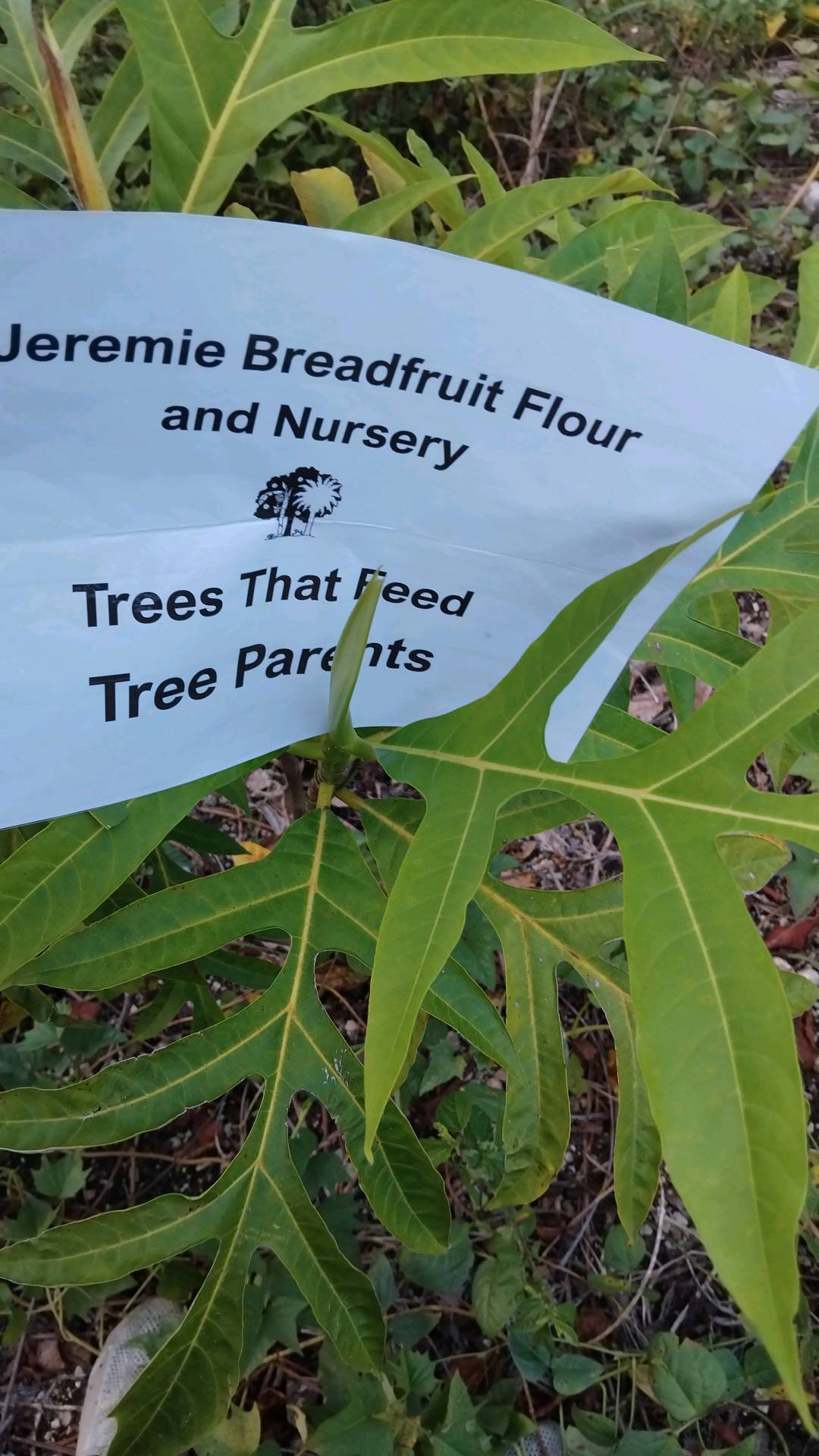 tree