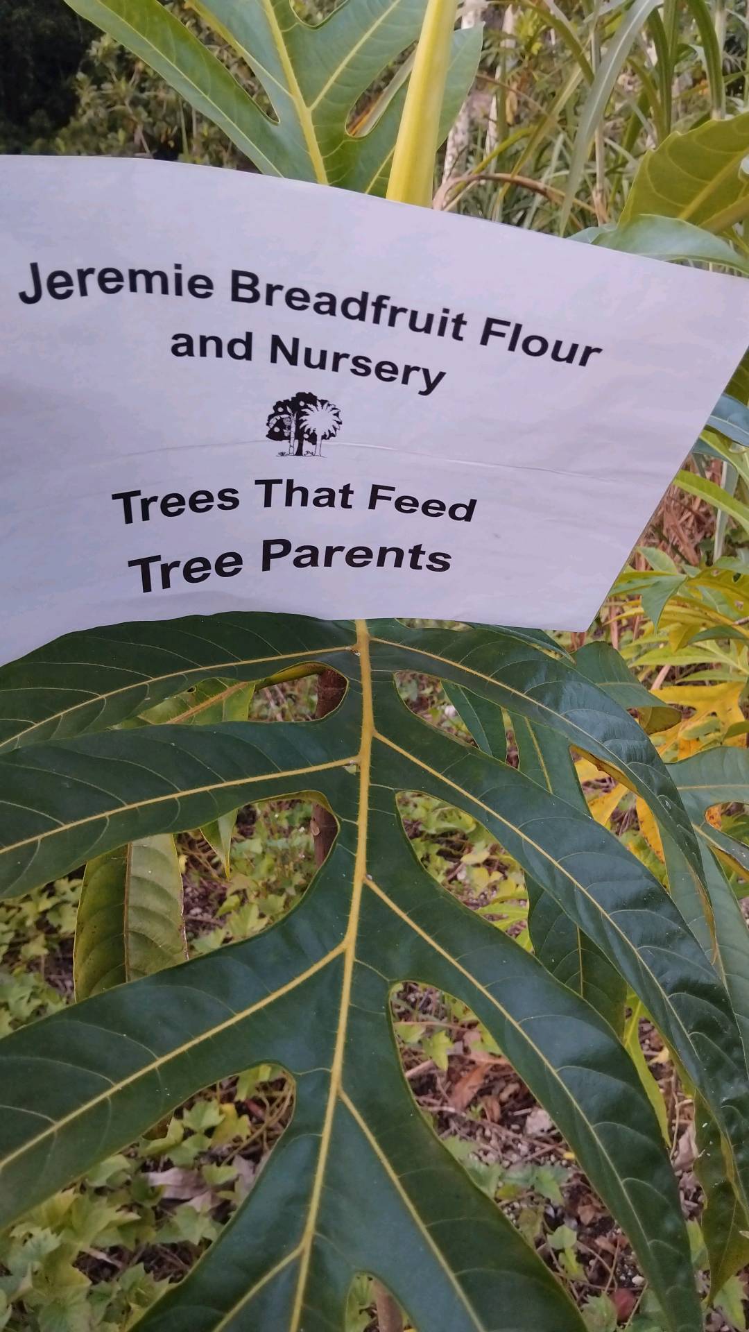 tree