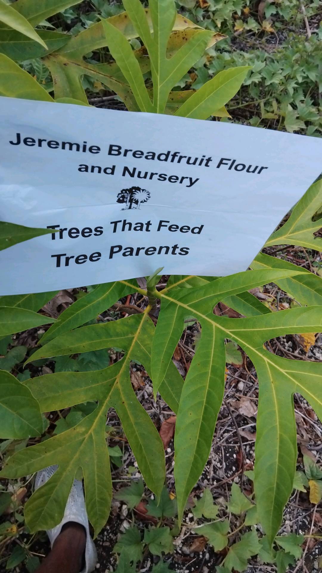 tree